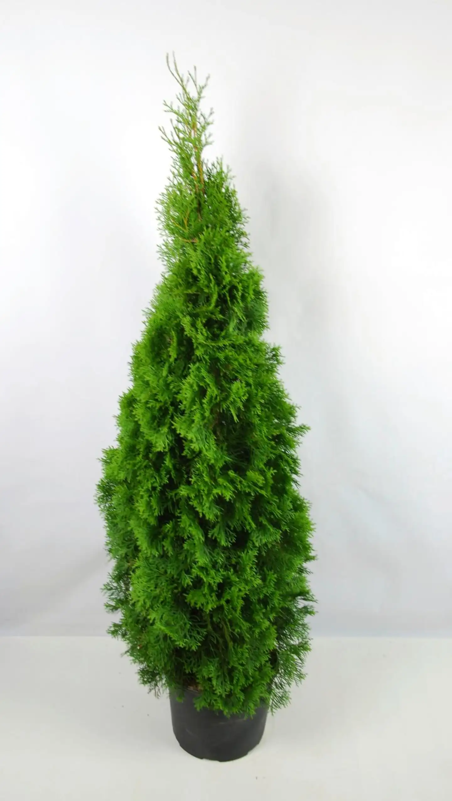 P-Plant timanttituija 'Smaragd' 150-175cm astiataimi ruukutettu
