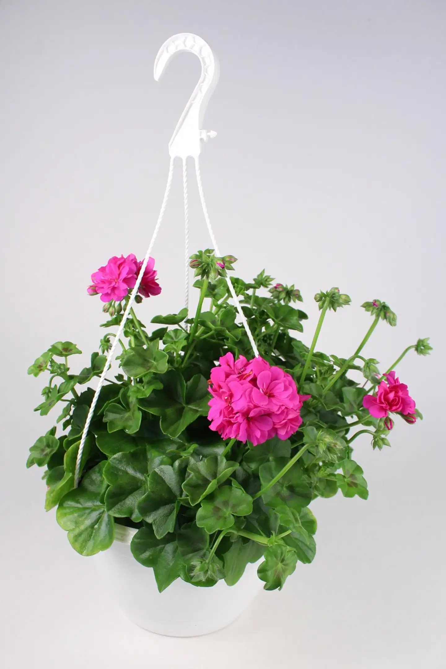 Pelragoniamppeli 25 cm ruukussa