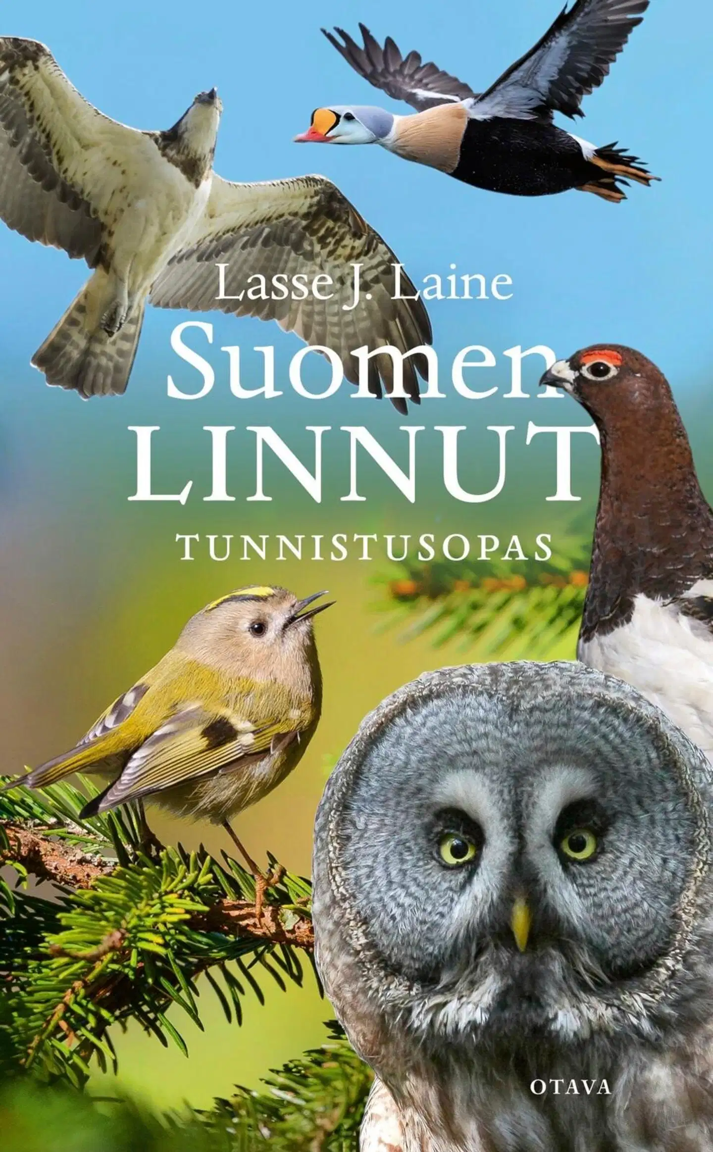 Laine, Suomen linnut - Tunnistusopas