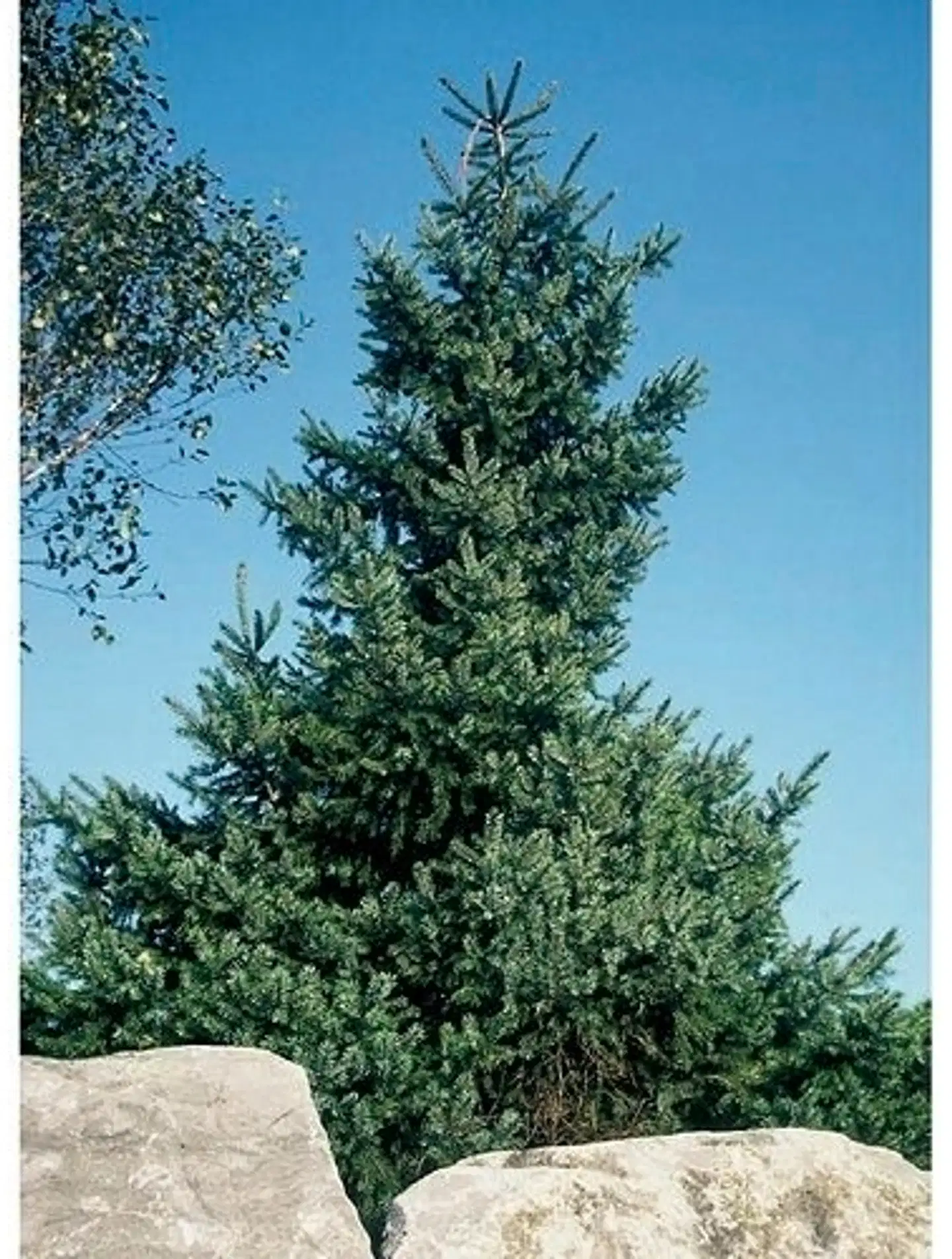 Serbiankuusi 50-60cm astiataimi 23cm ruukussa