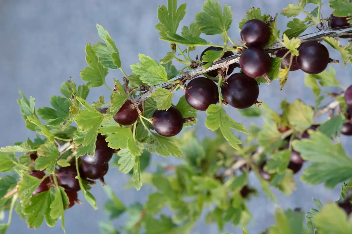 Vuoristokarviainen 'Houghton' 3 l astiataimi Ribes uva-crispa 'Houghton'