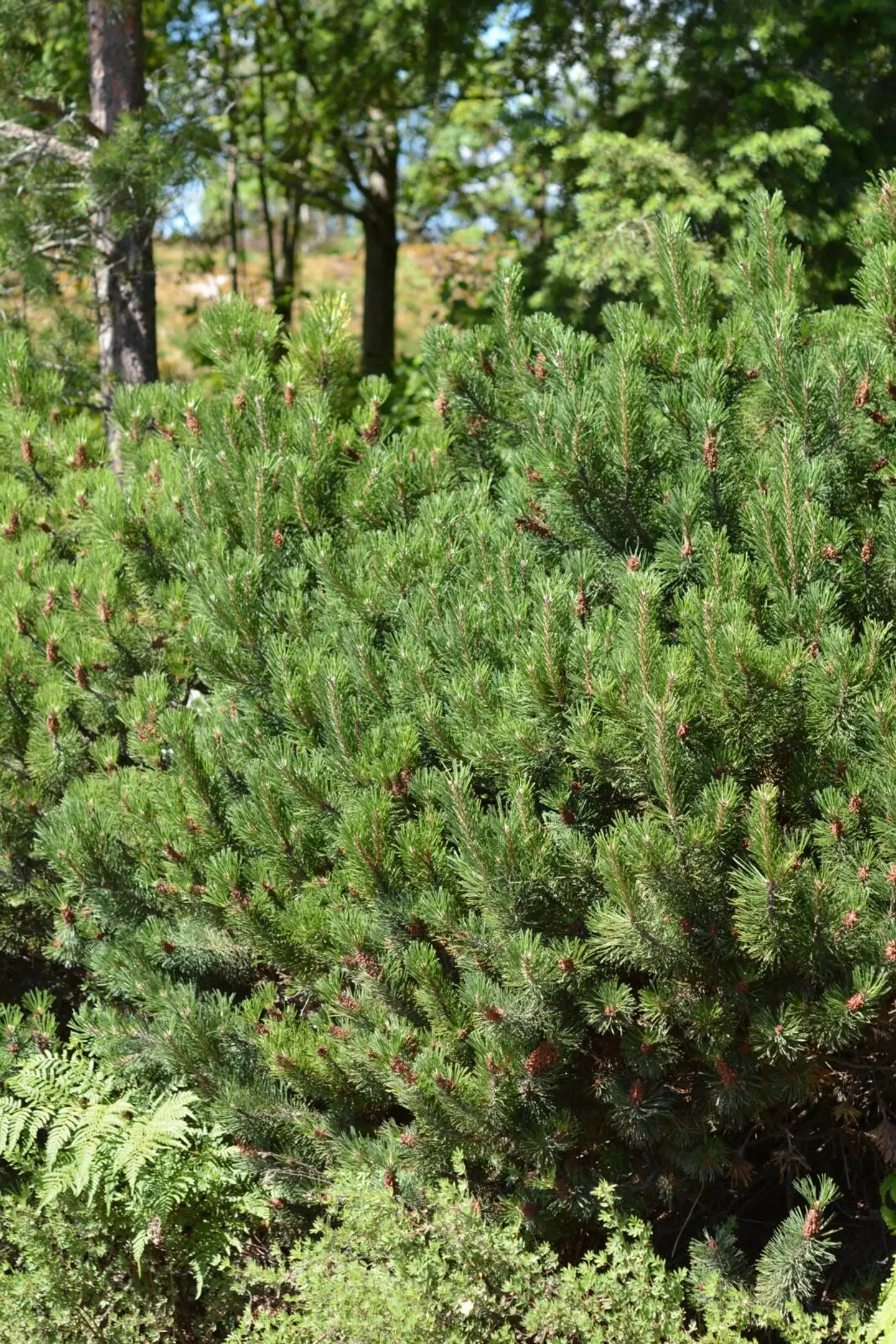 Tahvoset vuorimänty 30-40 cm astiataimi tuotantomaa Hollanti