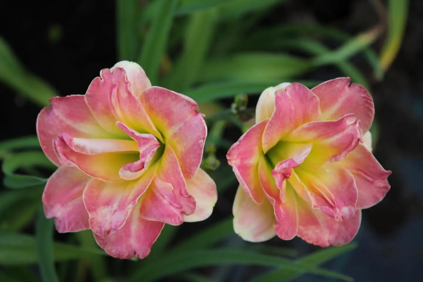 Tarhapäivänlilja 'Lacy Doily' Hemerocallis