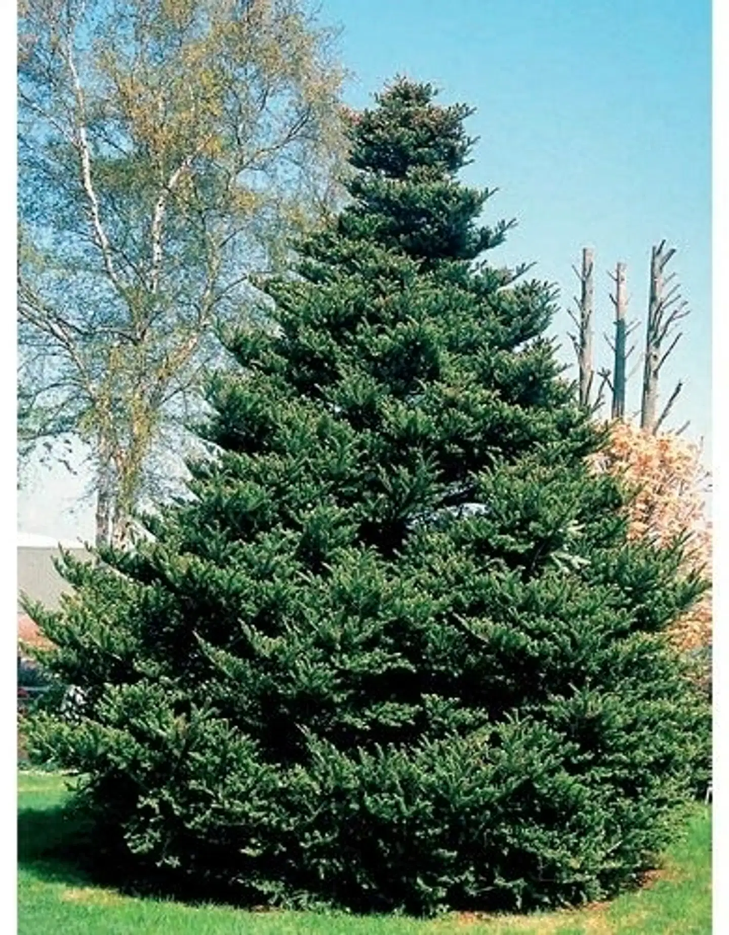 Koreanpihta 30-40cm astiataimi 19cm ruukussa