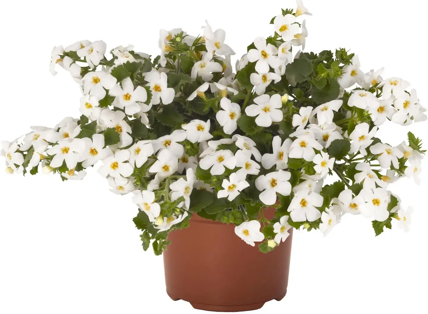 Lumihiutale 12 cm ruukku