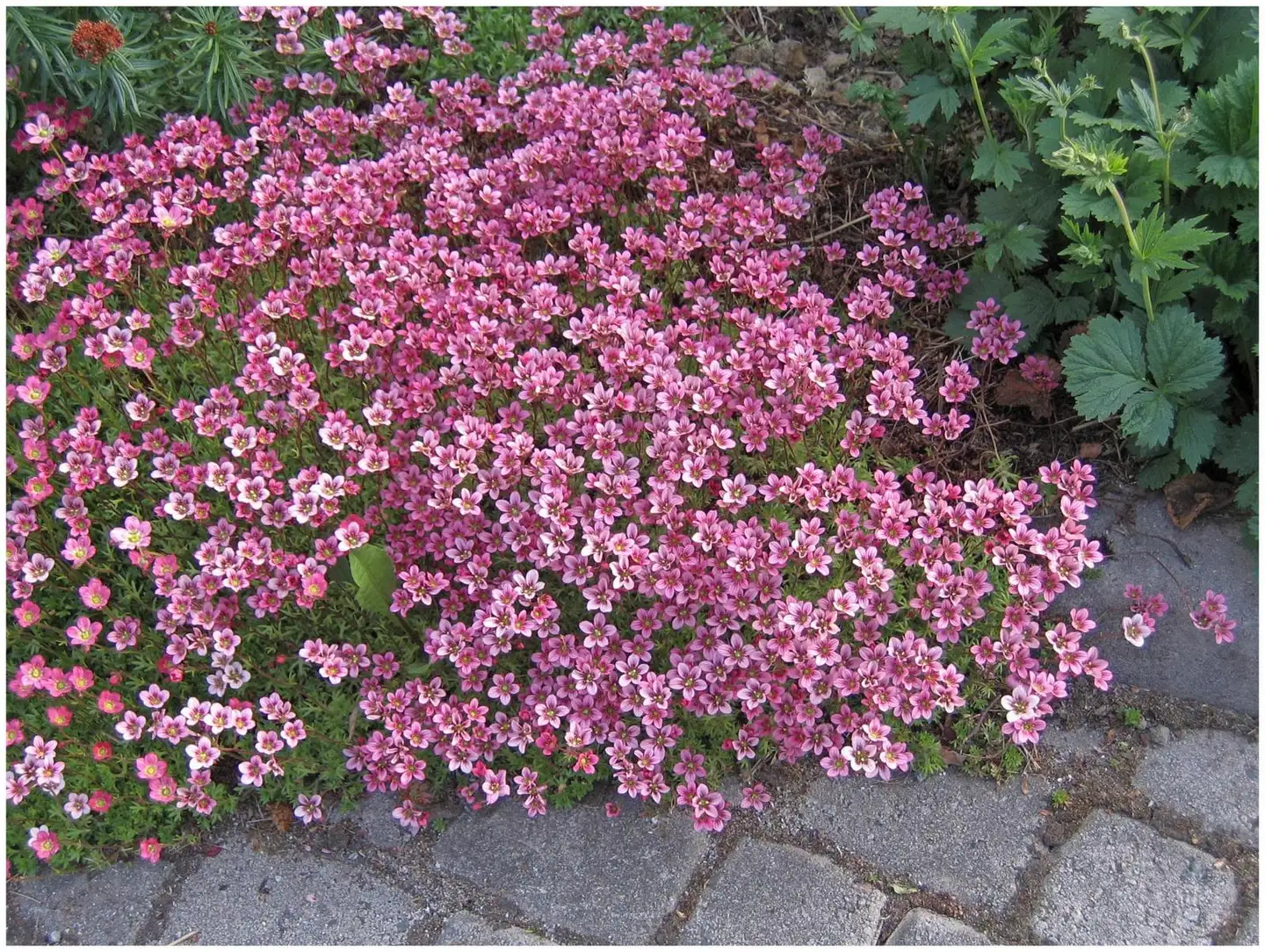 Patjarikko 'Purpurteppich' Saxifraga x arendsii