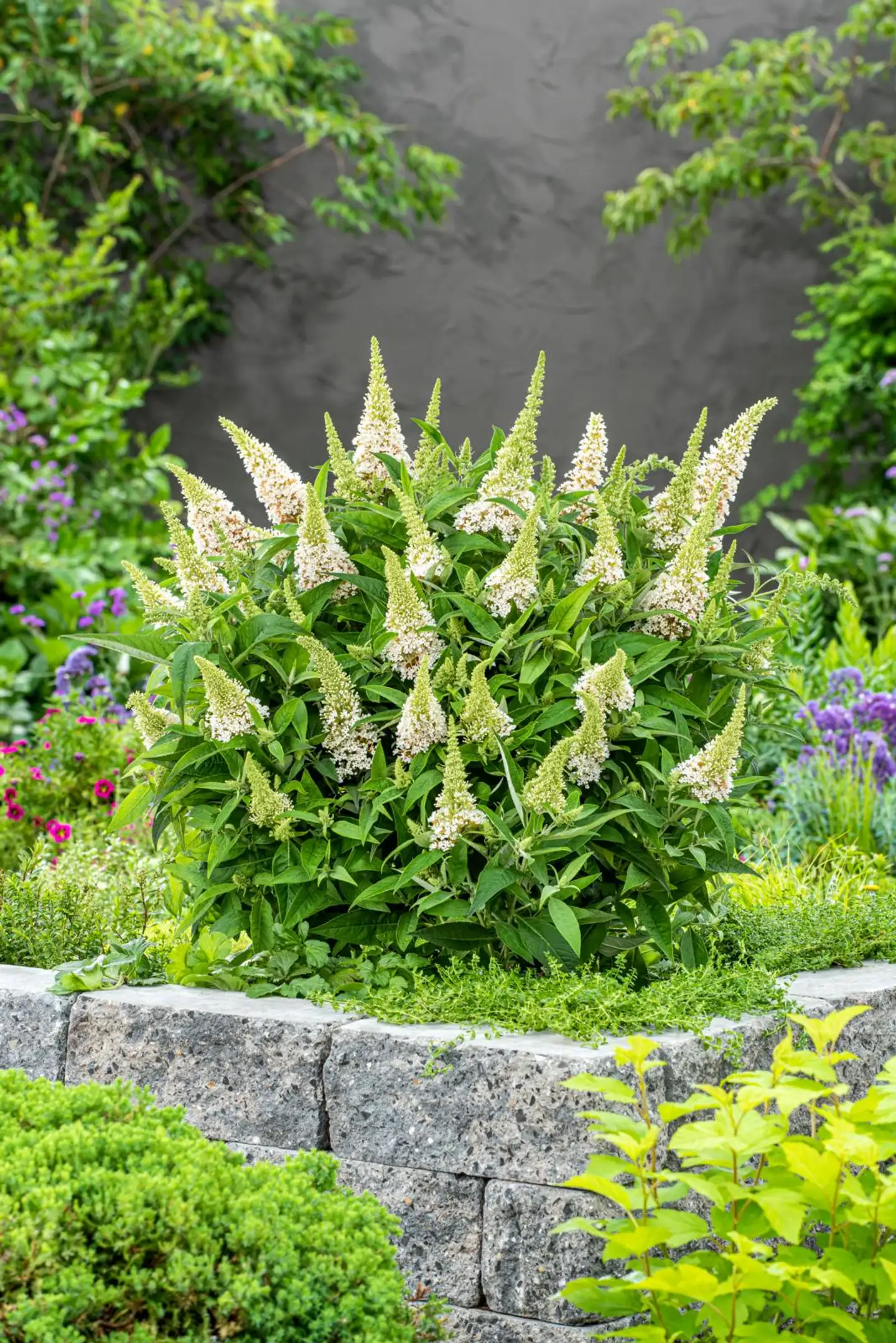 Syyssyrikka Butterfly Candy 'Little White' 2 l astiataimi Buddleja davidii ButterflyCandy 'Little White' - 2