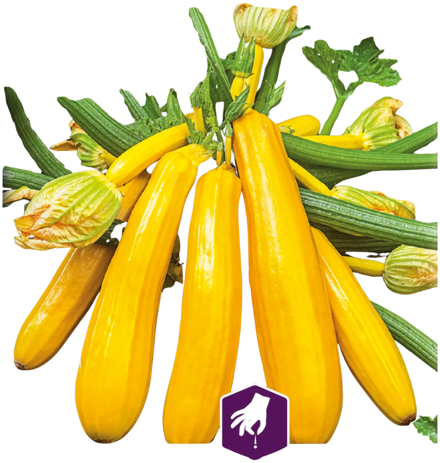 Nelson Garden Kurpitsa, Kesä-, Yellowstar F1