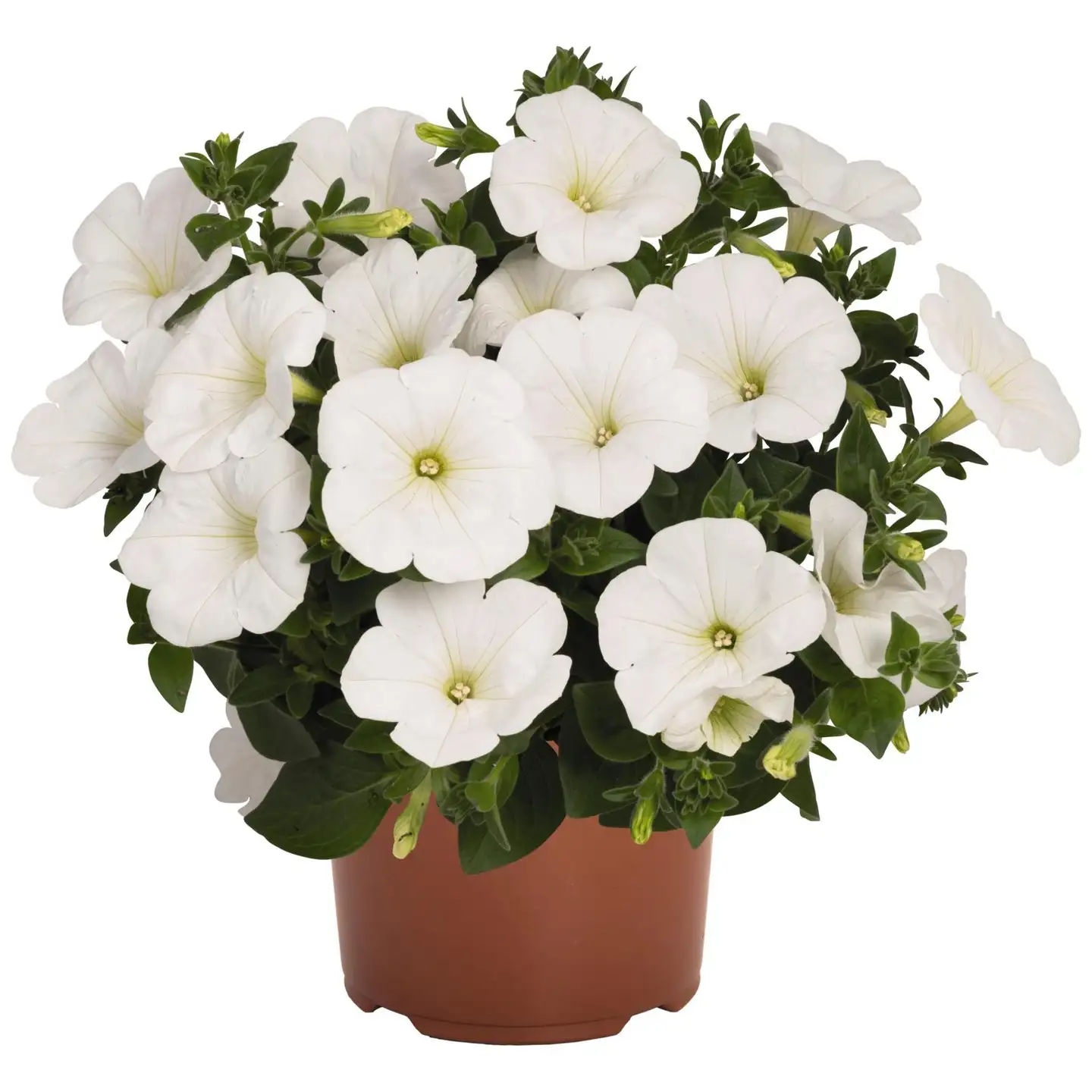 Ruukkupetunia 14 cm - 1