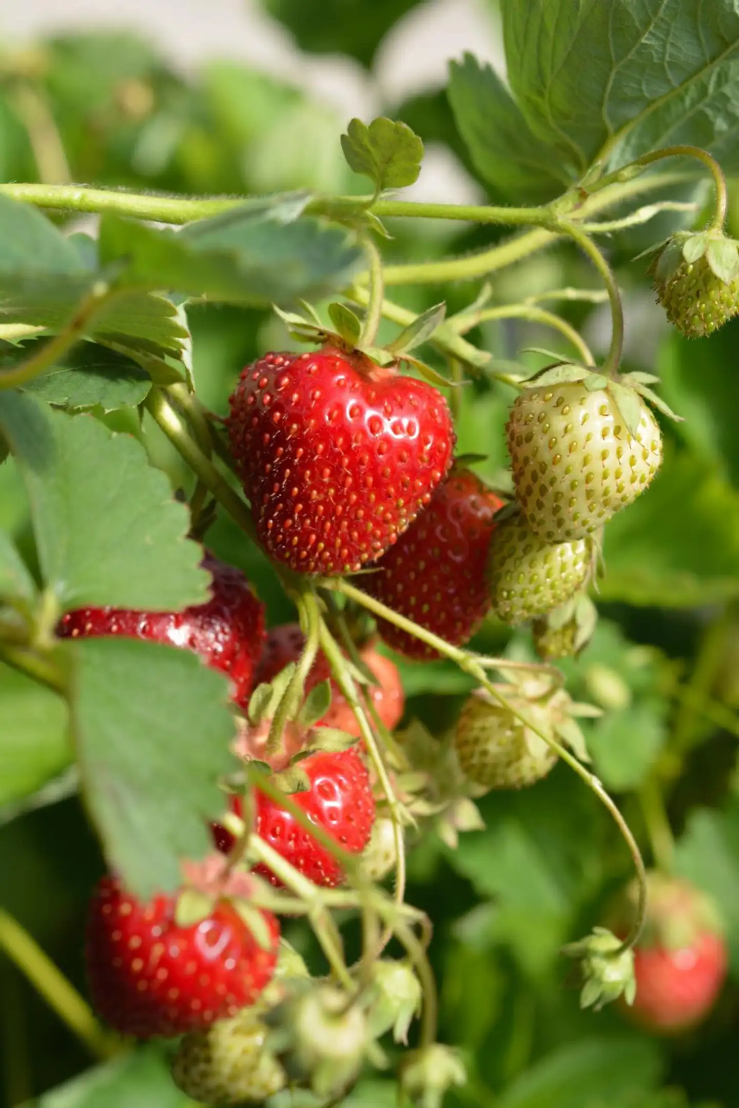 Mansikka Bounty Taimi 70kpl Prisma fi verkkokauppa Mansikka Bounty Taimi 70kpl Prisma fi verkkokauppa