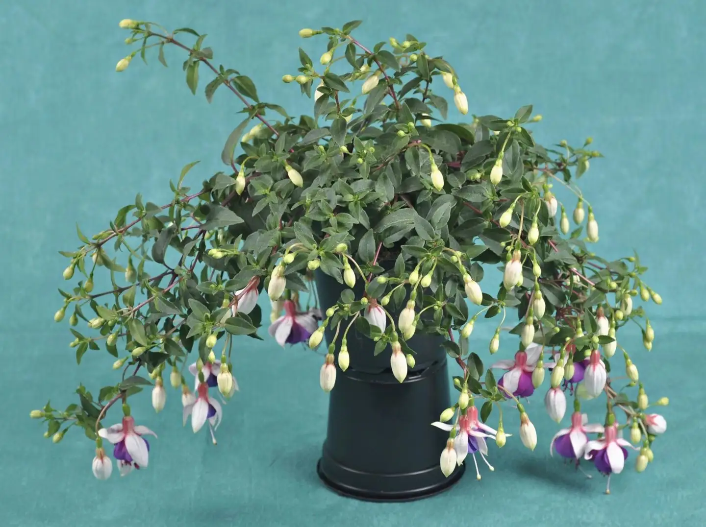 Riippupisara, 12 cm:n ruukku, värisekoitus