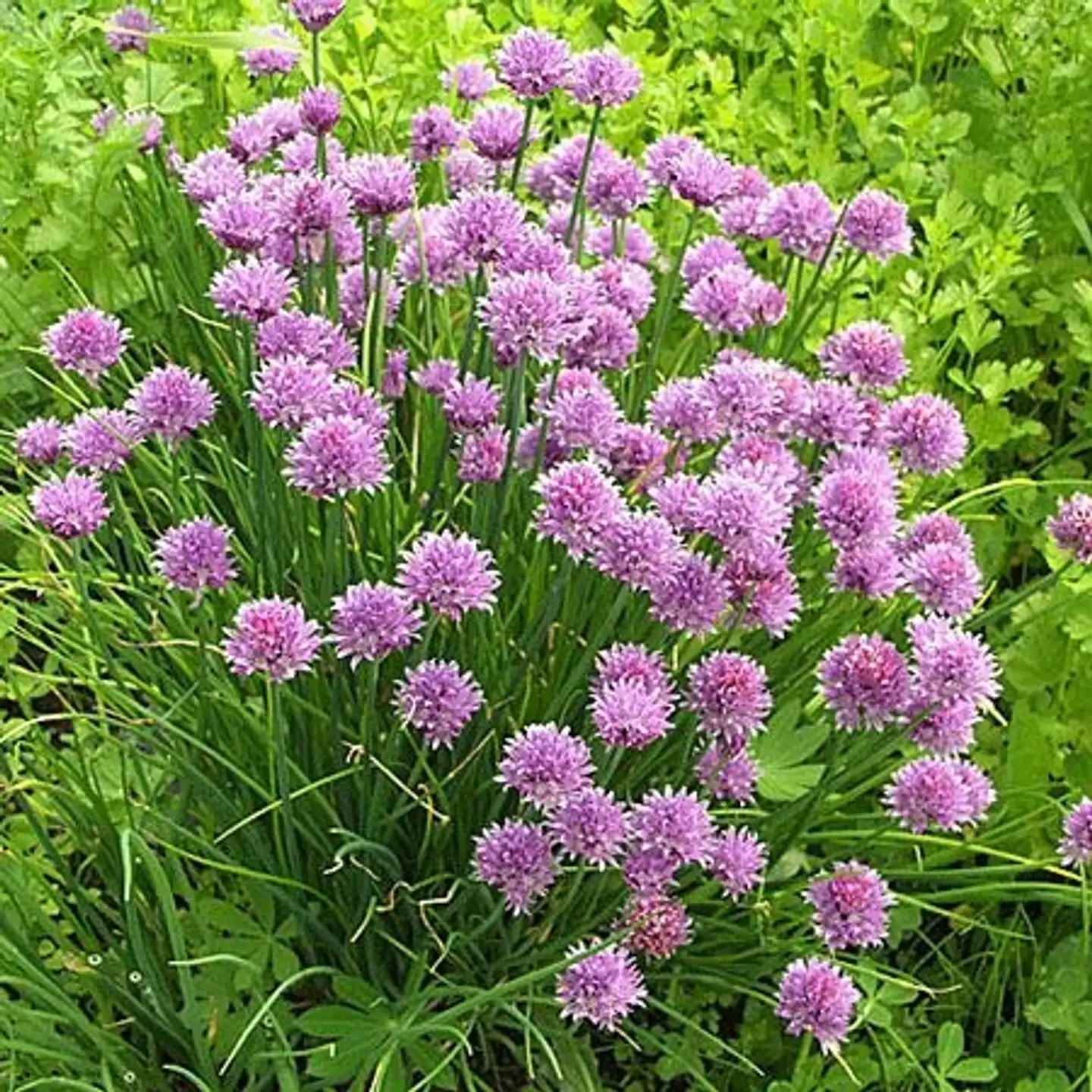 Ruohosipuli Allium schoenoprasum