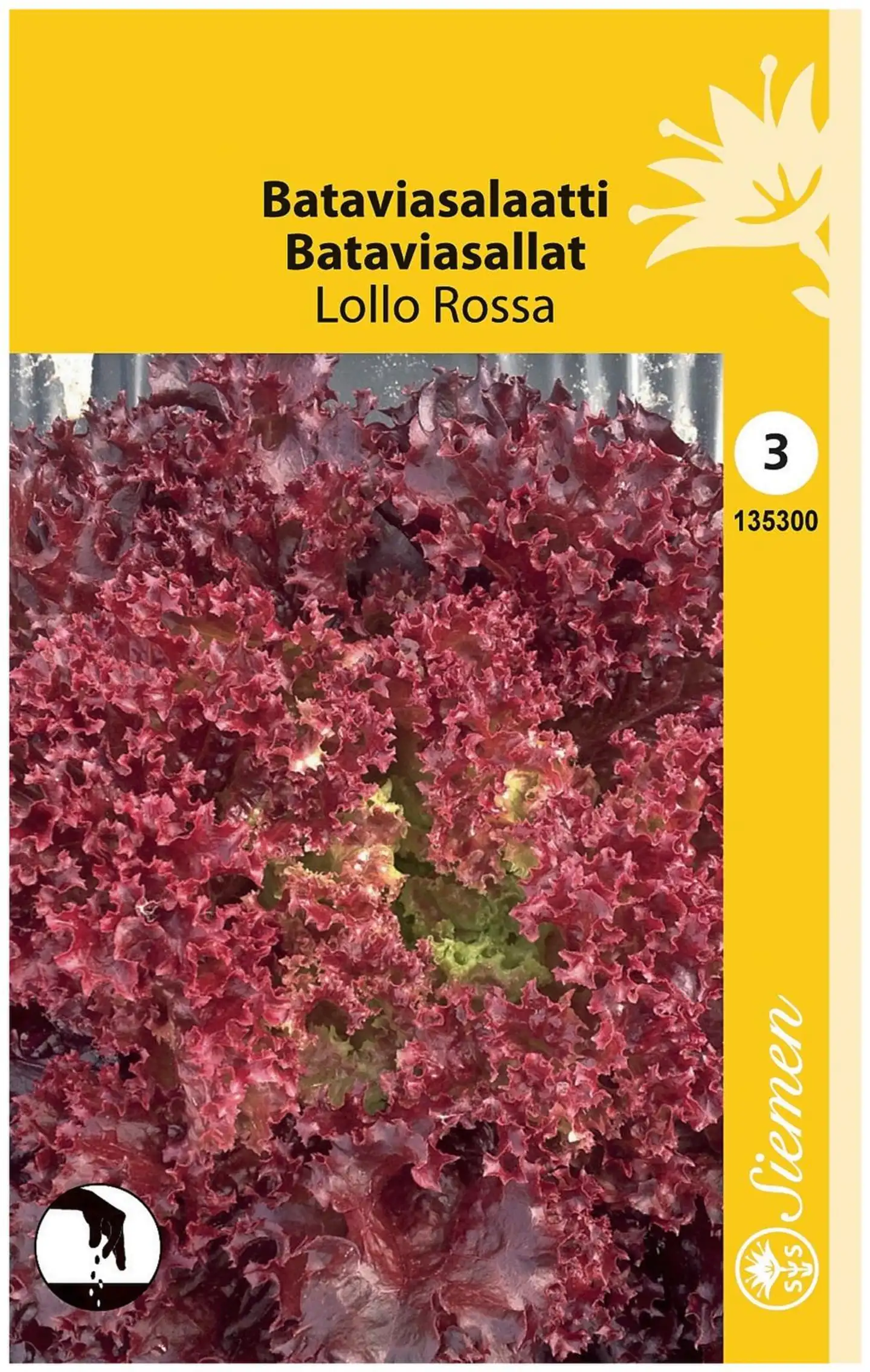 Bataviasalaatti Lollo Rossa