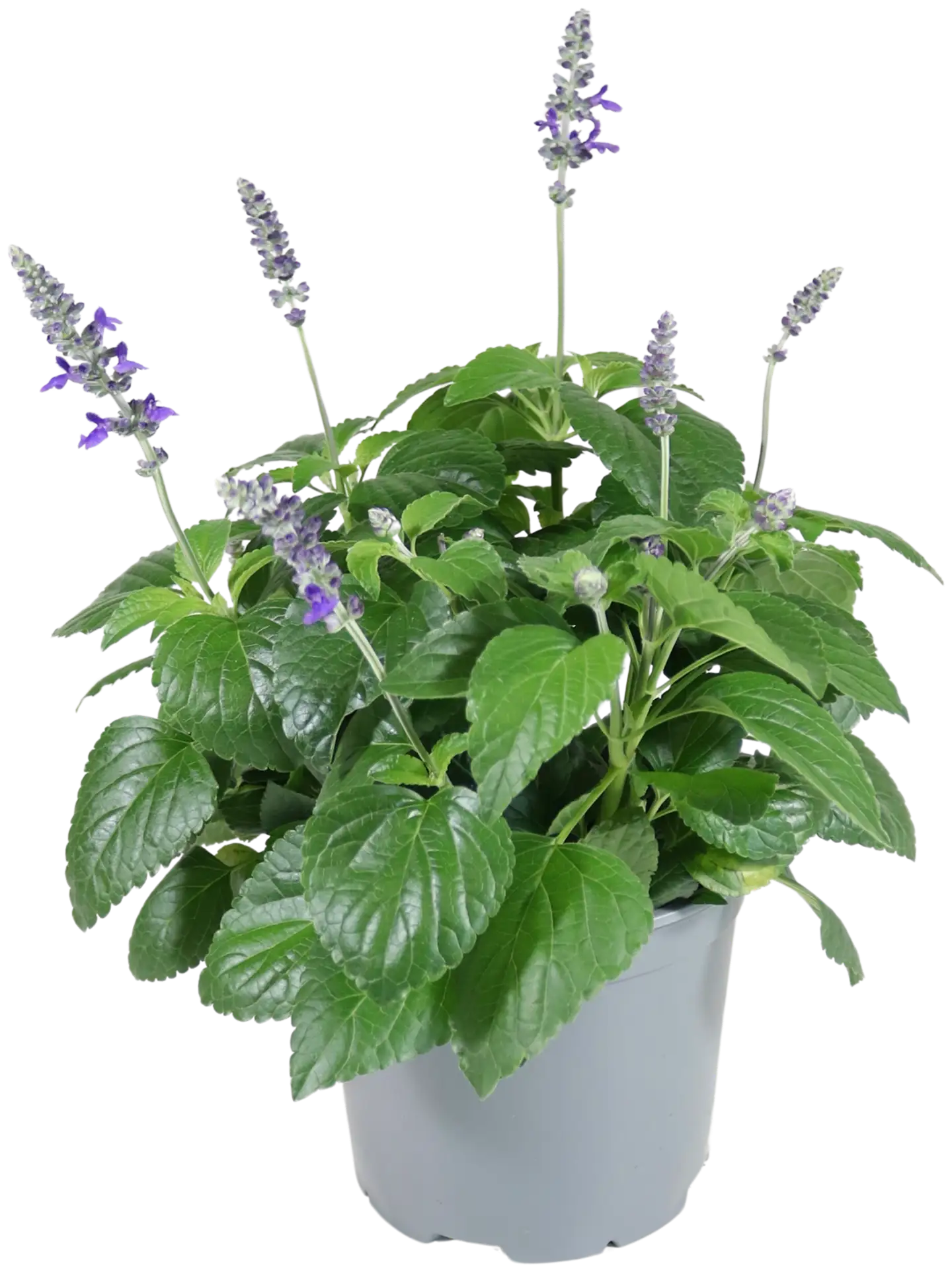 Patio Salvia 19 cm