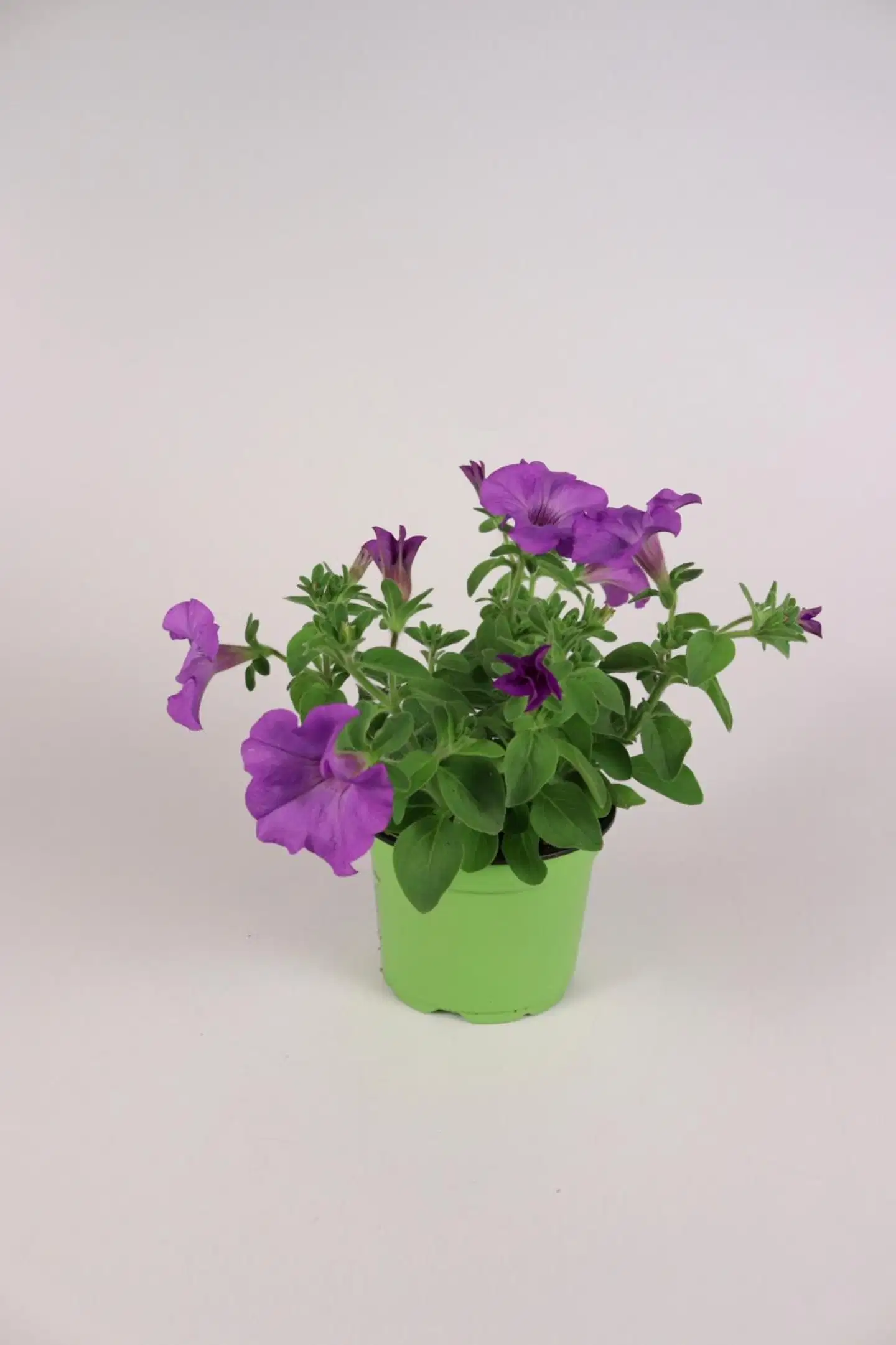 KESÄKUKKAMIX RIIPPUVA 12 CM MIX-KENNOT - 3