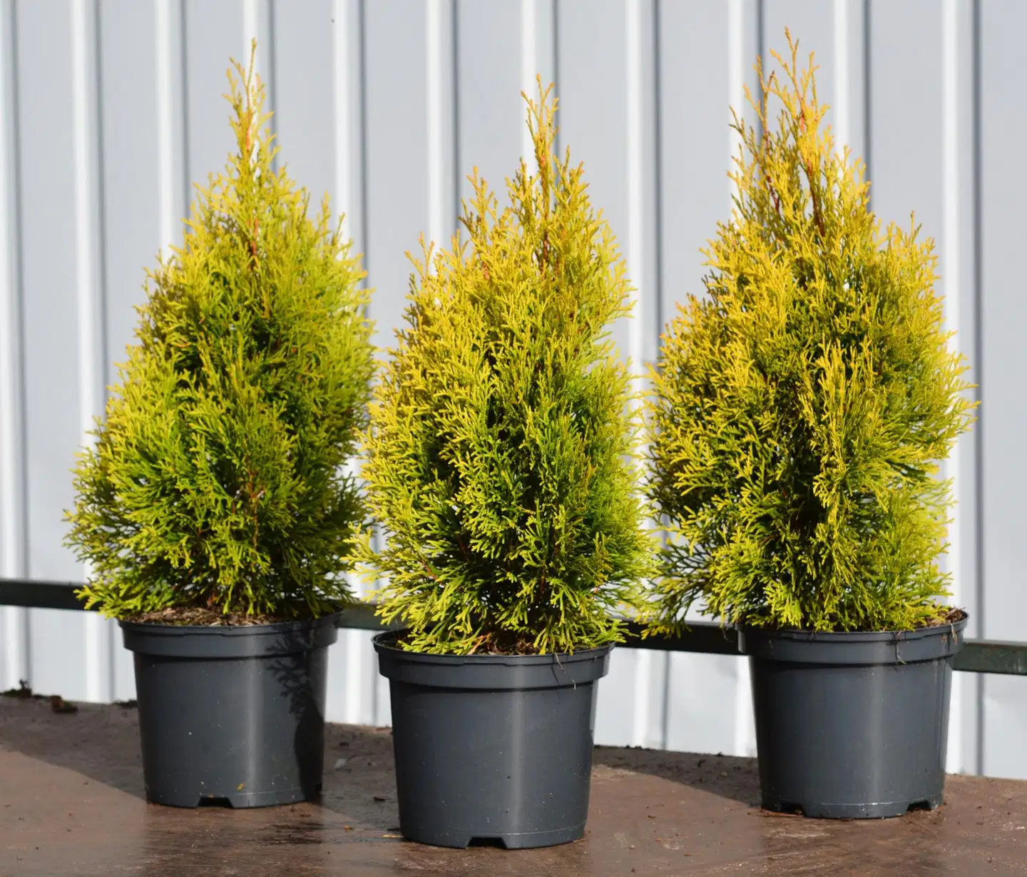 GOLDEN SMARAGD TIMANTTITUIJA; 30-40, At