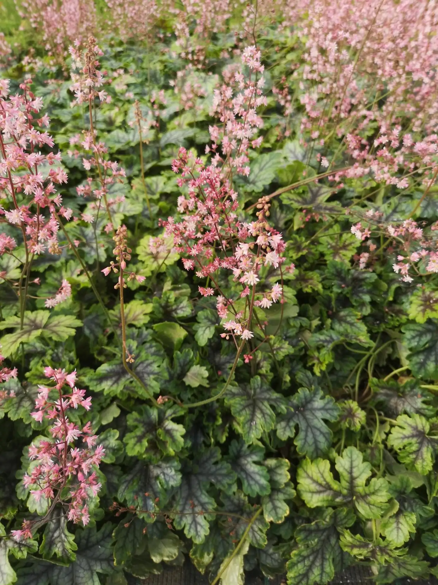 Haltiankukka 'Tapestry' Heucherella 'Tapestry'