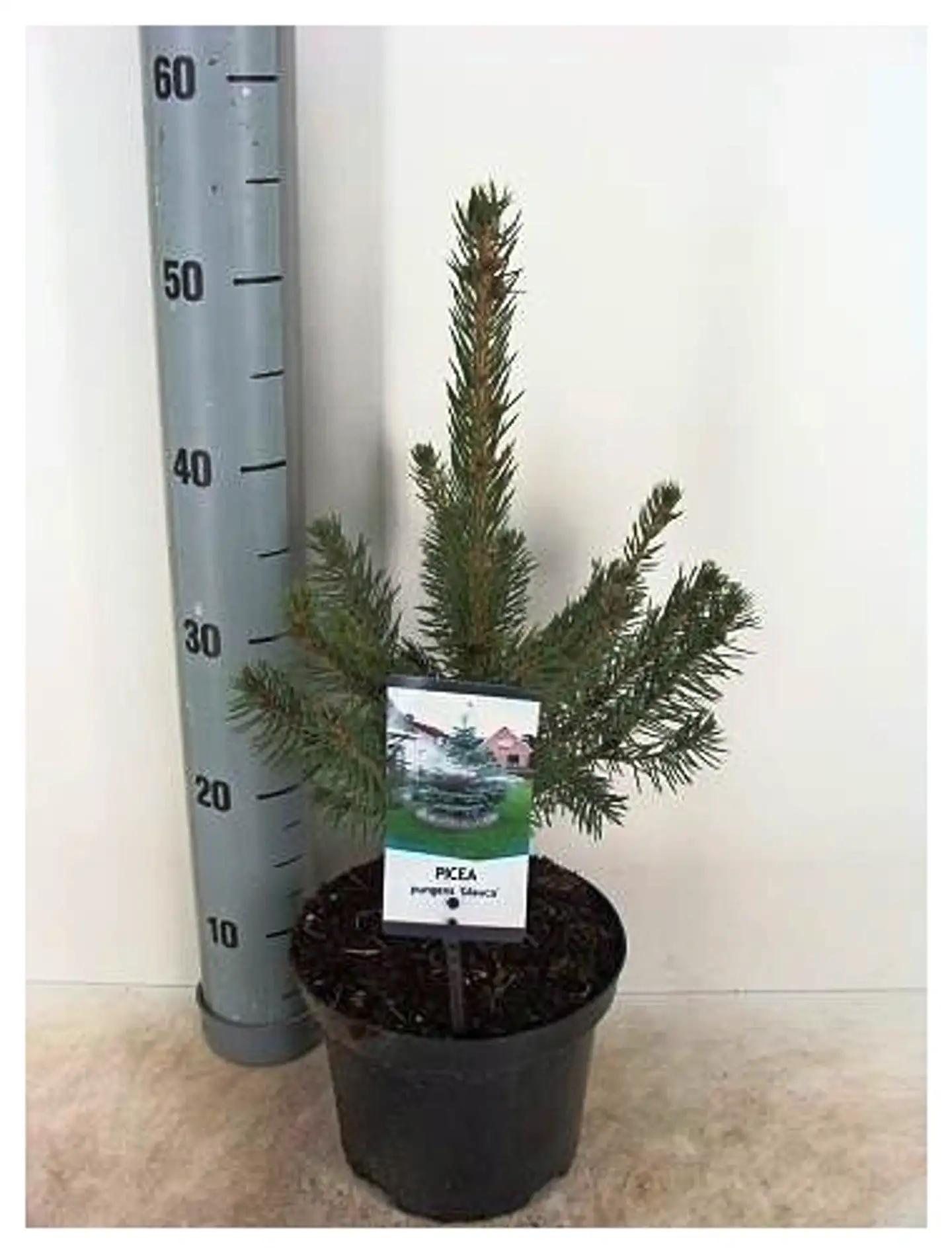 Hopeakuusi 'Glauca' 25-30 cm astiataimi 3 l ruukussa - 1