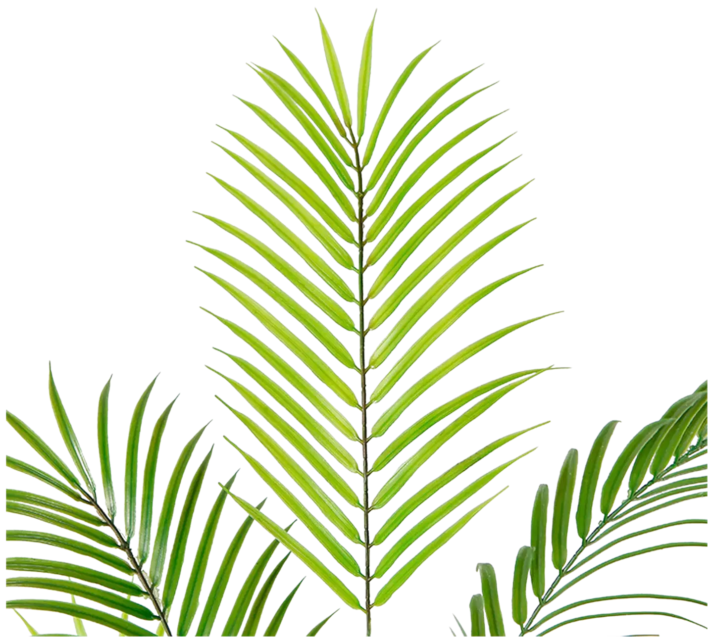 Lykke tekokasvi areca palm 150cm - 4