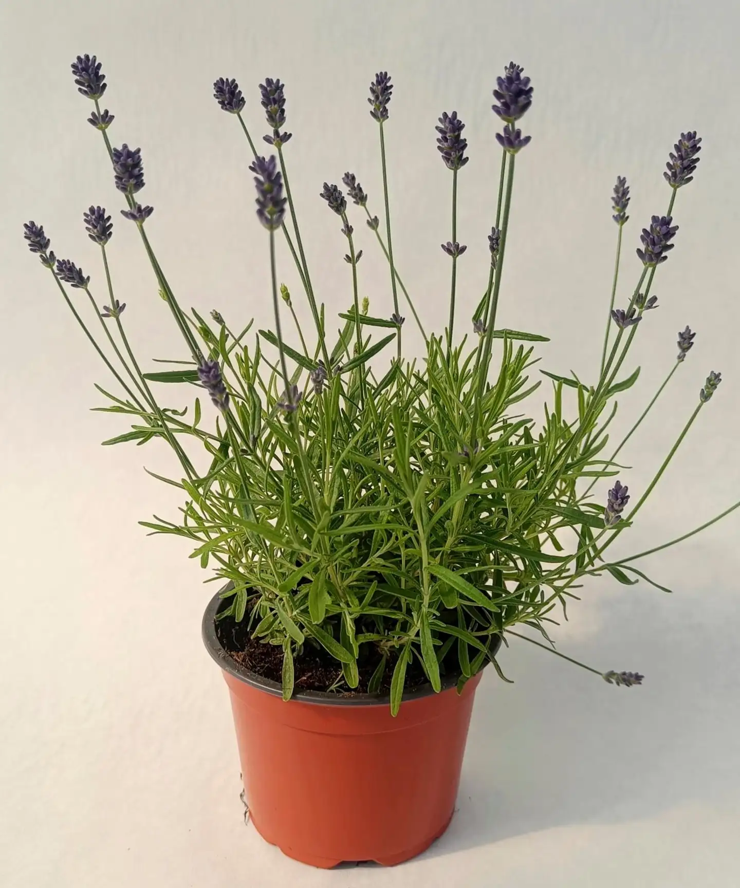 Tähkälaventeli 13 cm ruukussa