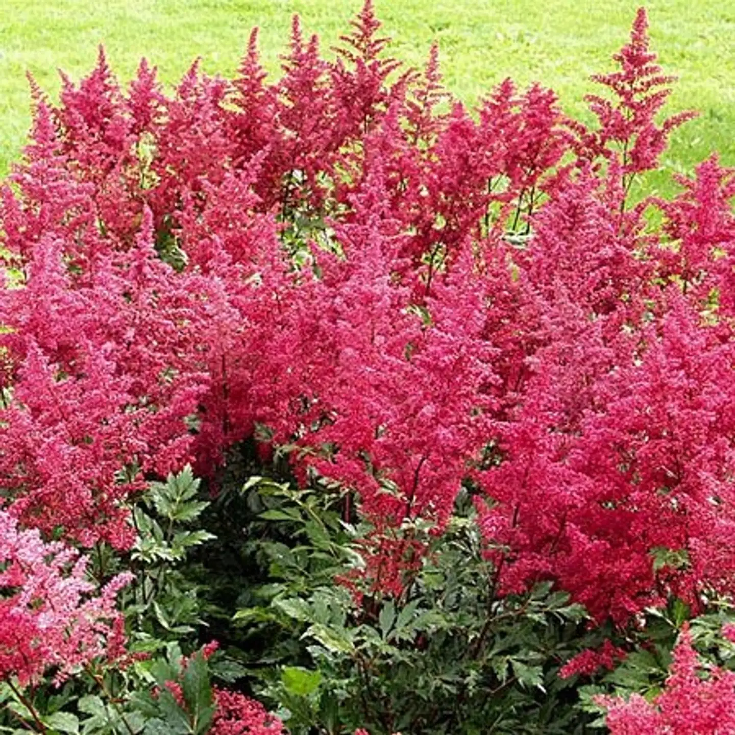 Japaninjaloangervo 'Montgomery' Astilbe japonica-ryhmä