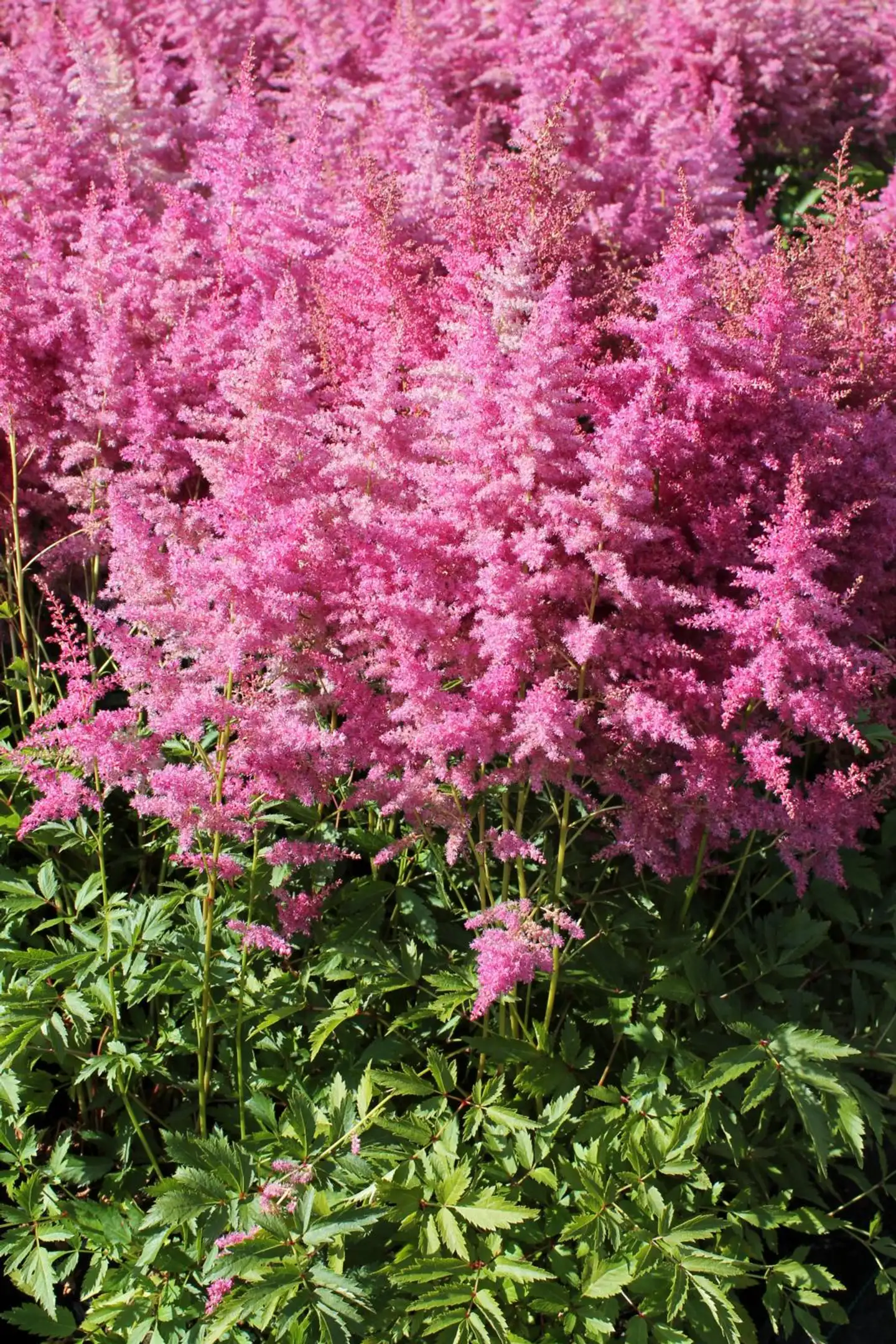 Jaloangervo 'Lilac' Astilbe younique