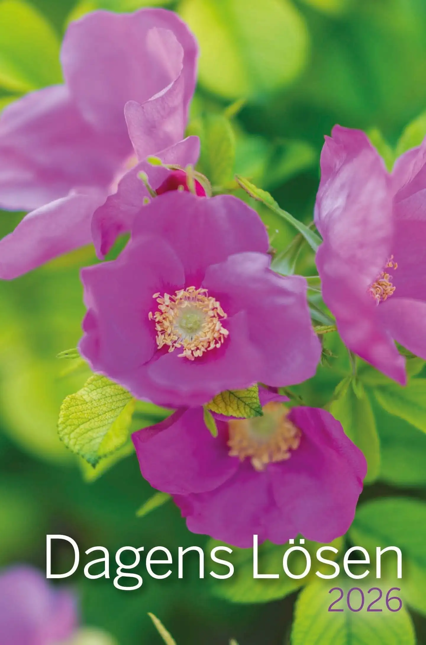 Dagens Lösen 2026