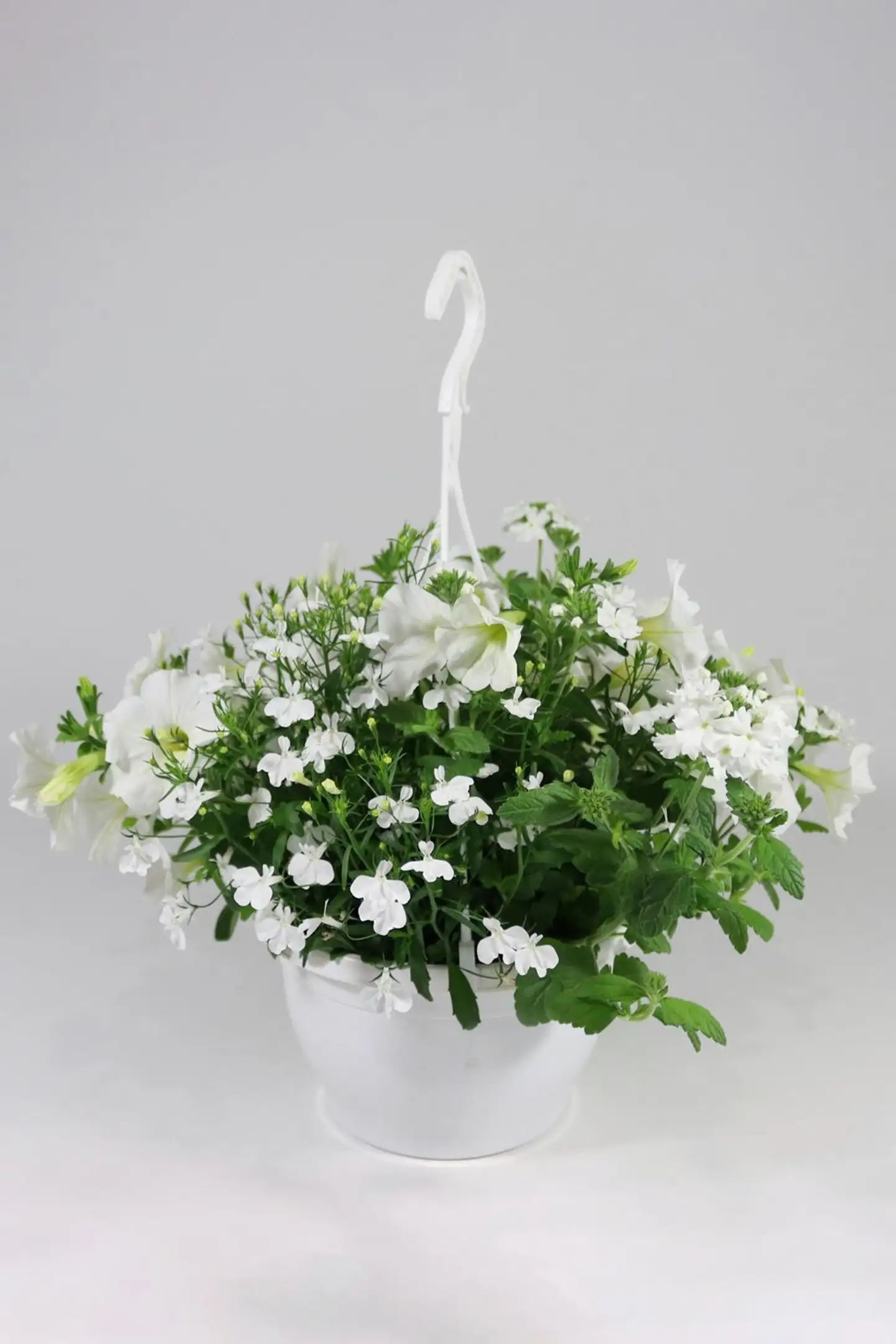 Huiskula petunia-amppeli 23 cm - 2