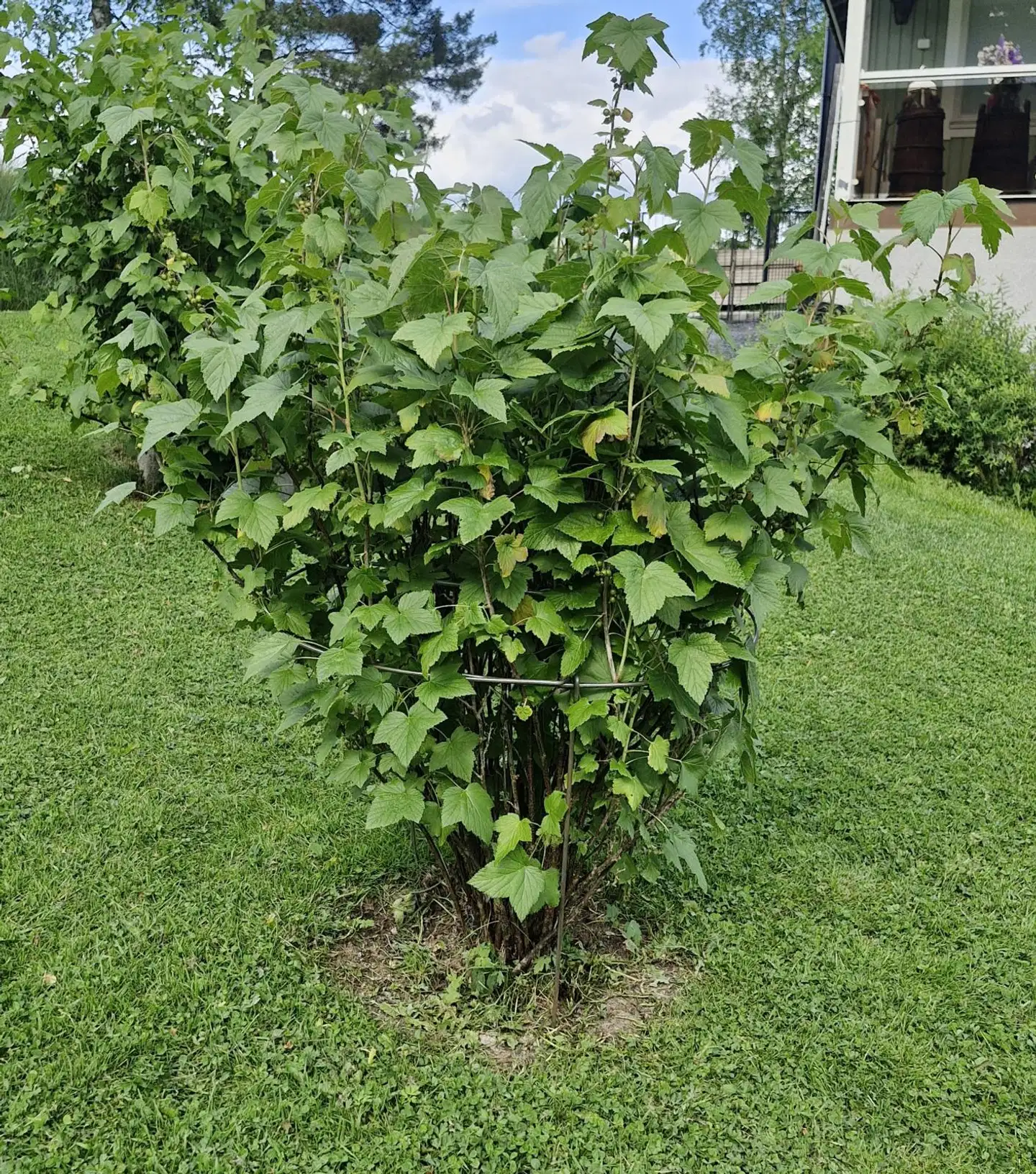 Esvi pensastuki halkaisijaltaan säädettävä sinkittyä terästä - 3