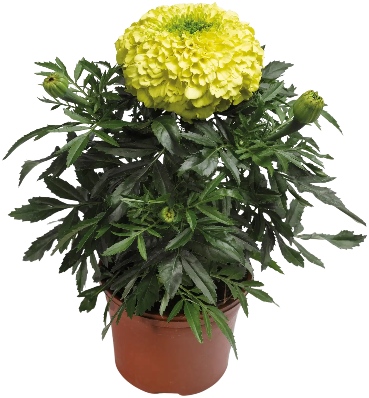 Isosamettikukka Tagetes 10cm rk