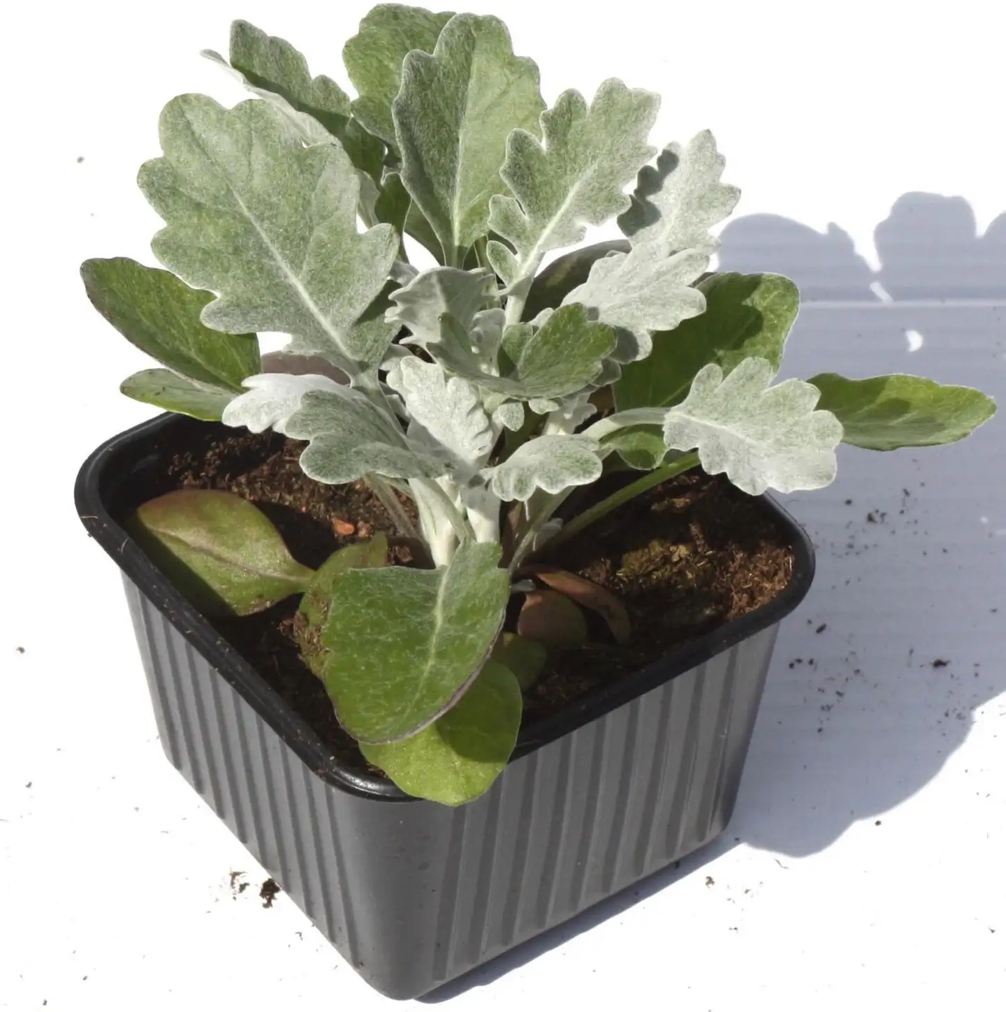 Hopealehti 8 cm ruukku