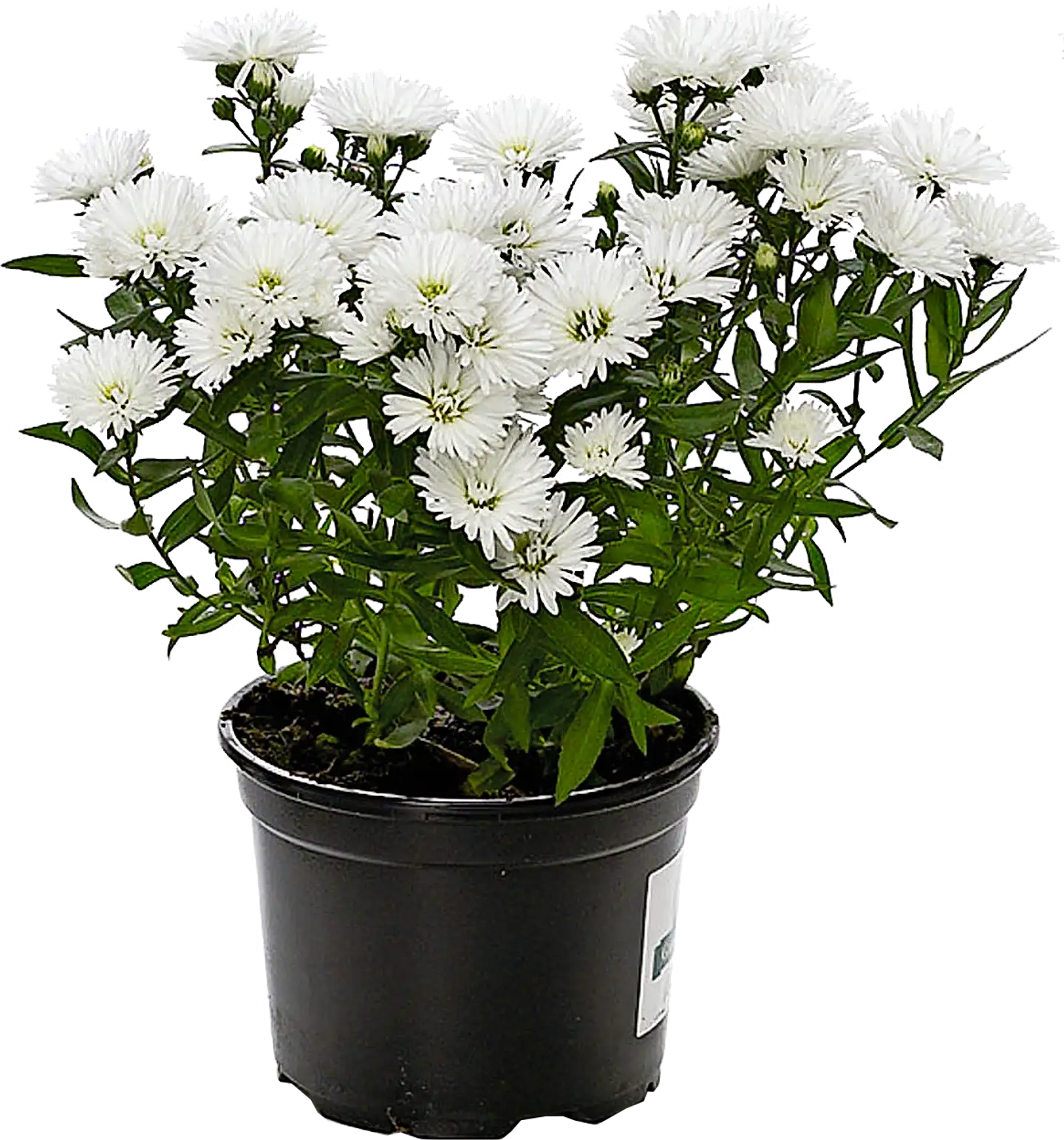 Syysasteri rk 10,5 cm, lajitelma - 3