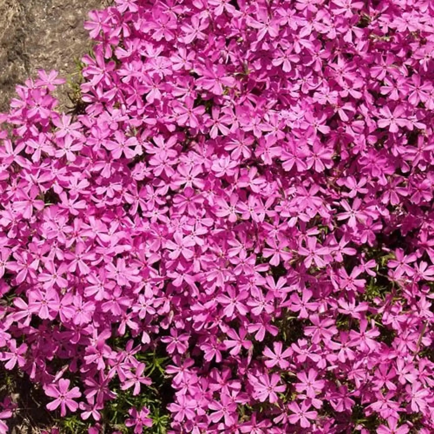 Sammalleimu 'Atropurpurea' Phlox subulata