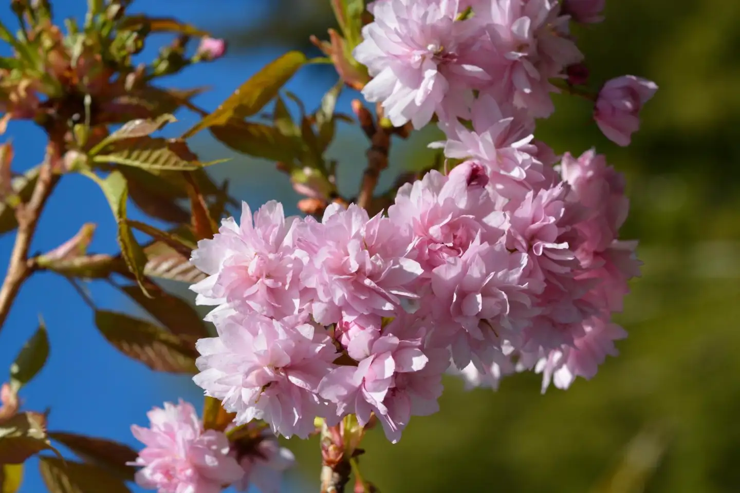 Japaninkirsikka rungollinen Kiku-shidare 80 cm Prunus serrulata ’Kiku-shidare’