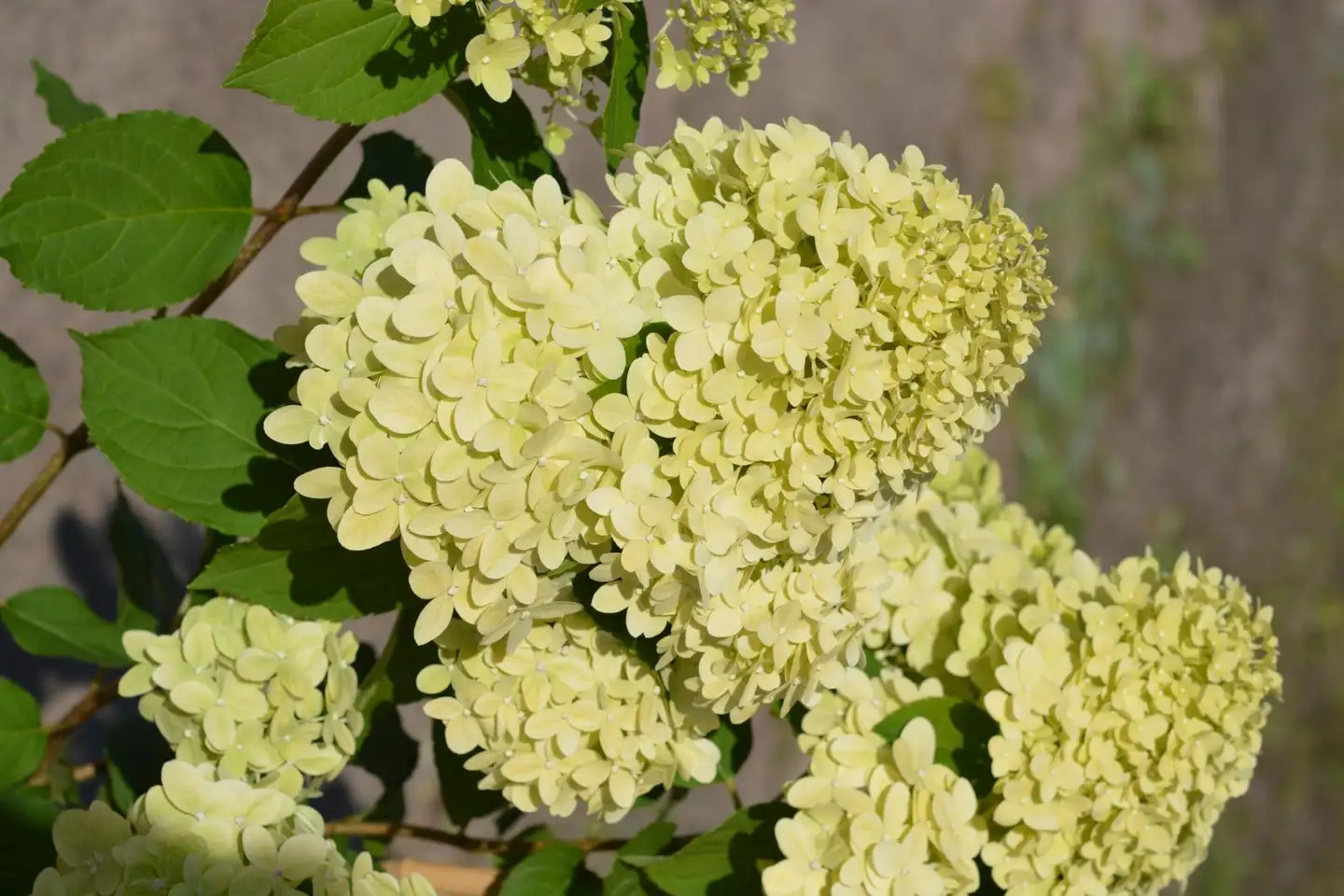 Syyshortensia rungollinen ’Limelight’ 90-100 cm Hydrangea paniculata ’Limelight’