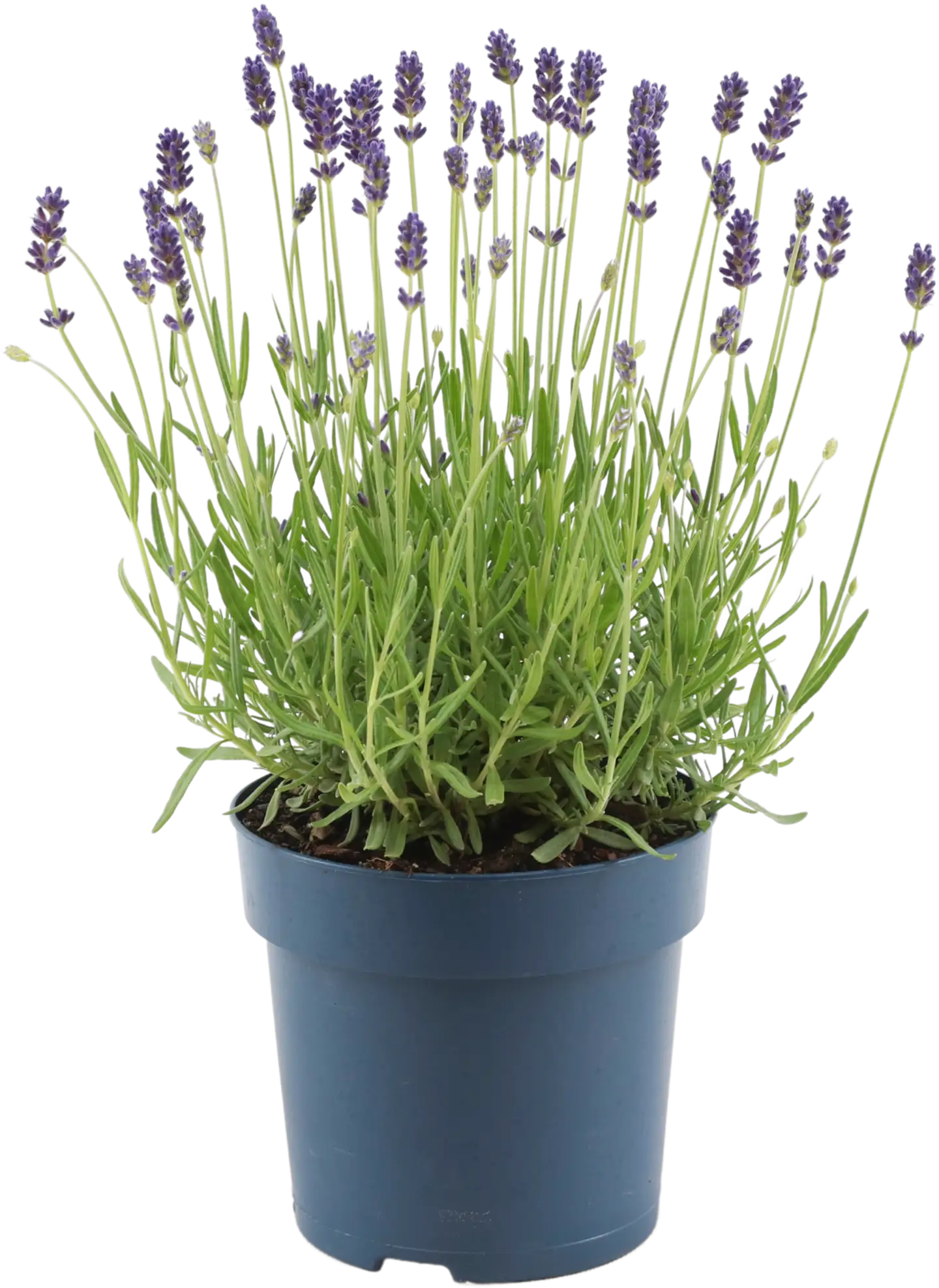 Tähkälaventeli 15 cm ruukussa Lavandula angustifolia 'Hidcote'