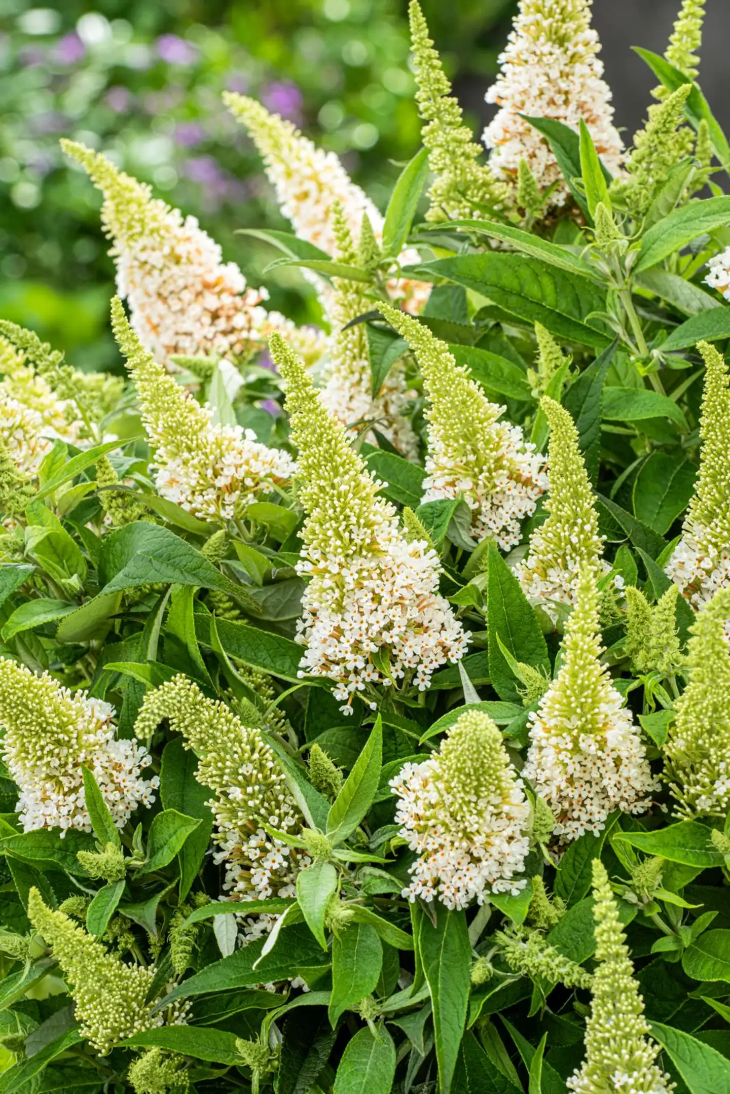 Syyssyrikka Butterfly Candy 'Little White' 2 l astiataimi Buddleja davidii ButterflyCandy 'Little White' - 1