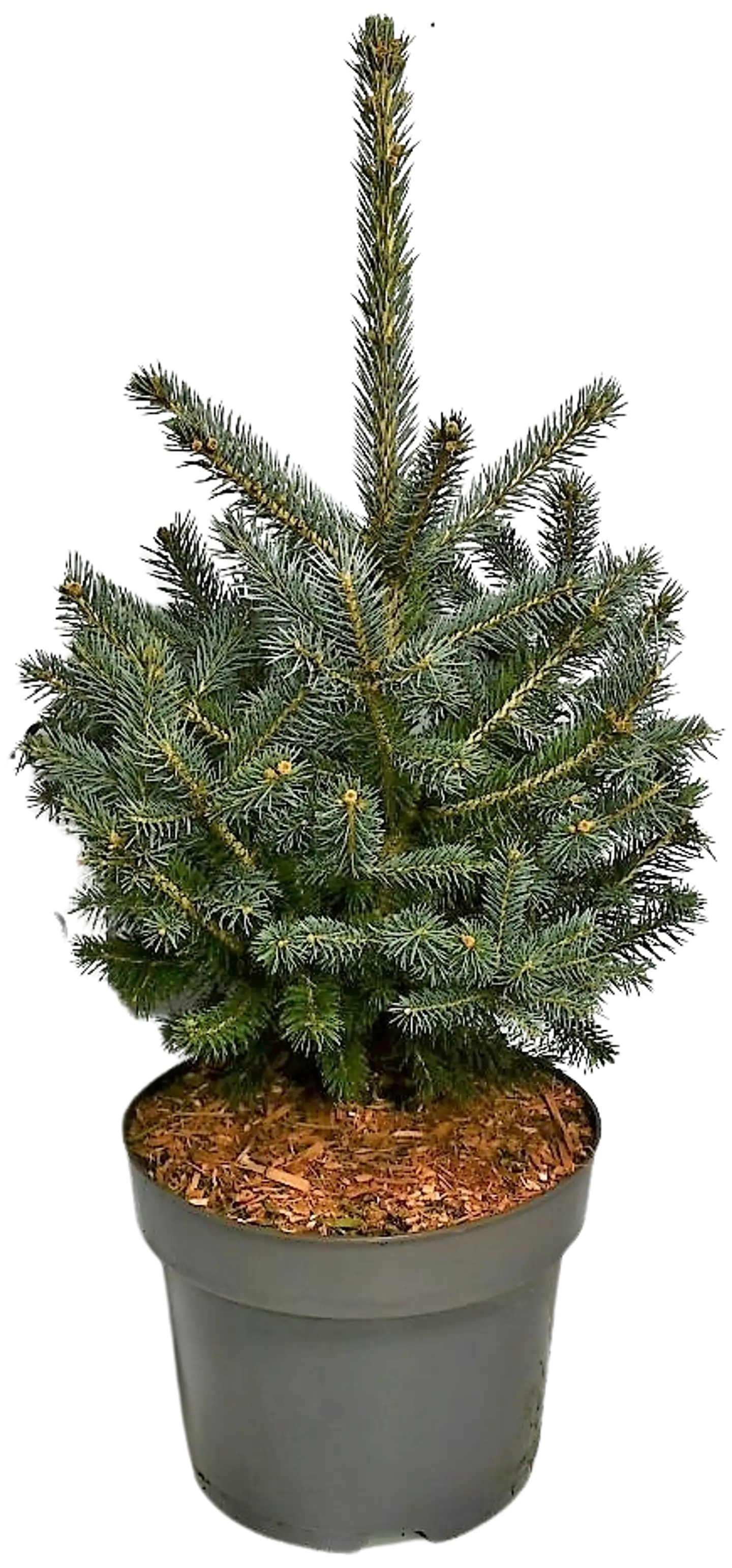 Hopeakuusi 'Super Blue' 40-50 cm astiataimi 7.5 l ruukku Picea pungens 'Super Blue'