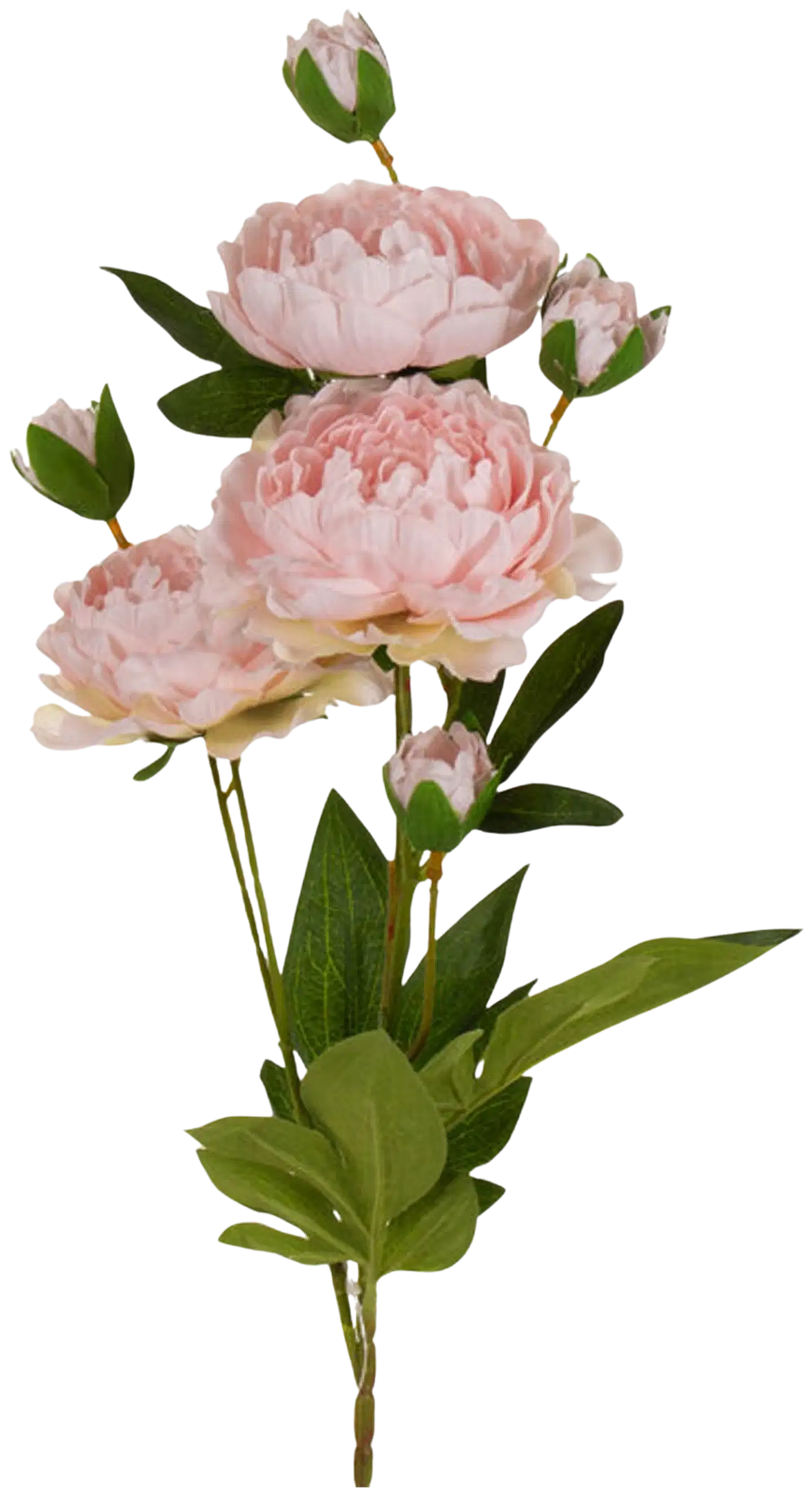 AmandaB Pioni vaaleanpunainen 76cm