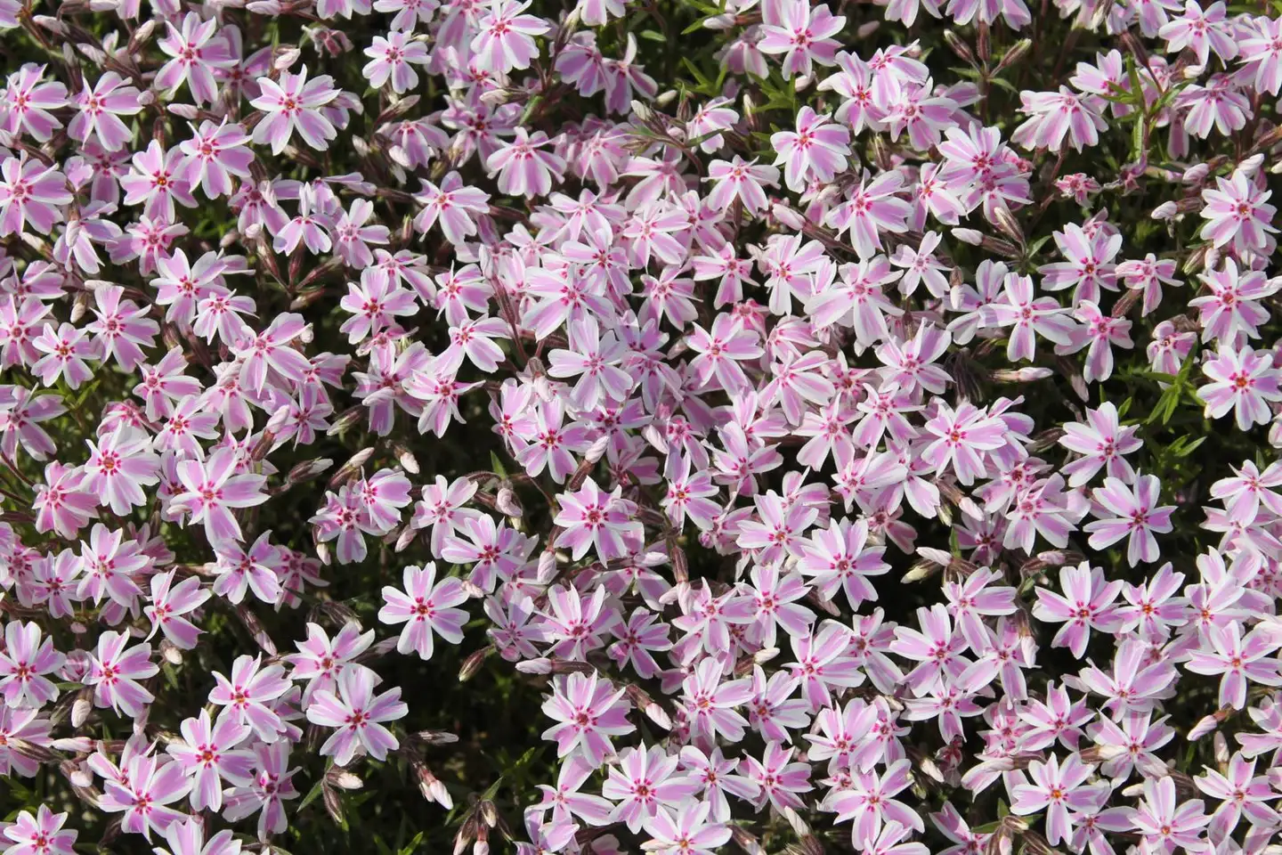 Sammalleimu 'Candy Stripes' Phlox subulata - 2