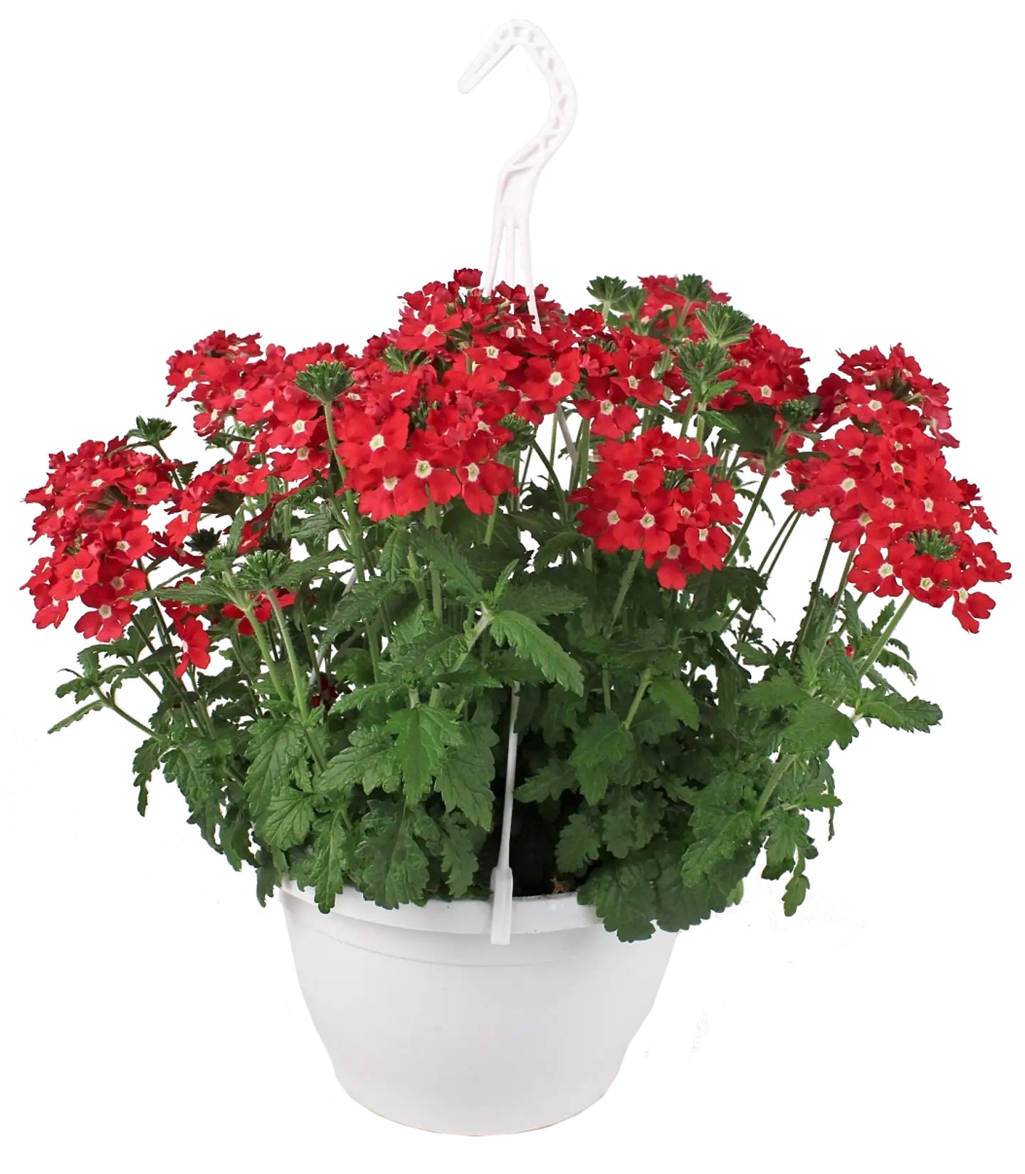 Kesäkukka-amppeli 23 cm ruukussa. Lajeina lobelia, lumihiutale, petunia, pikkupetunia ja verbena. - 3