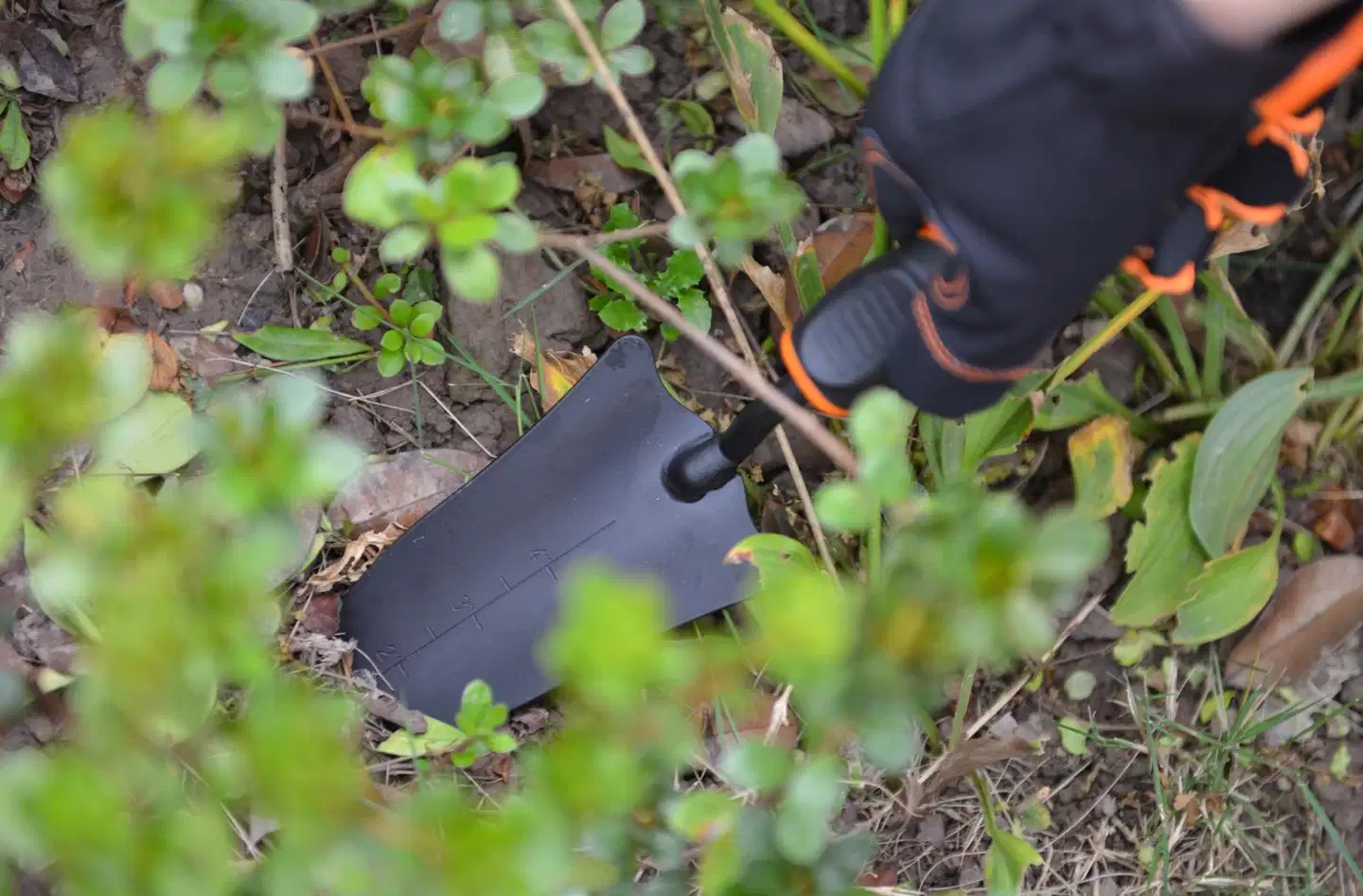 Kendo istutuslapio - 5