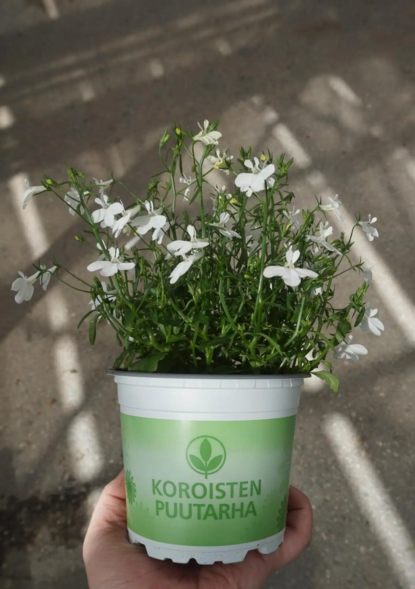 Lobelia iso 12cm värilajitelma - 2