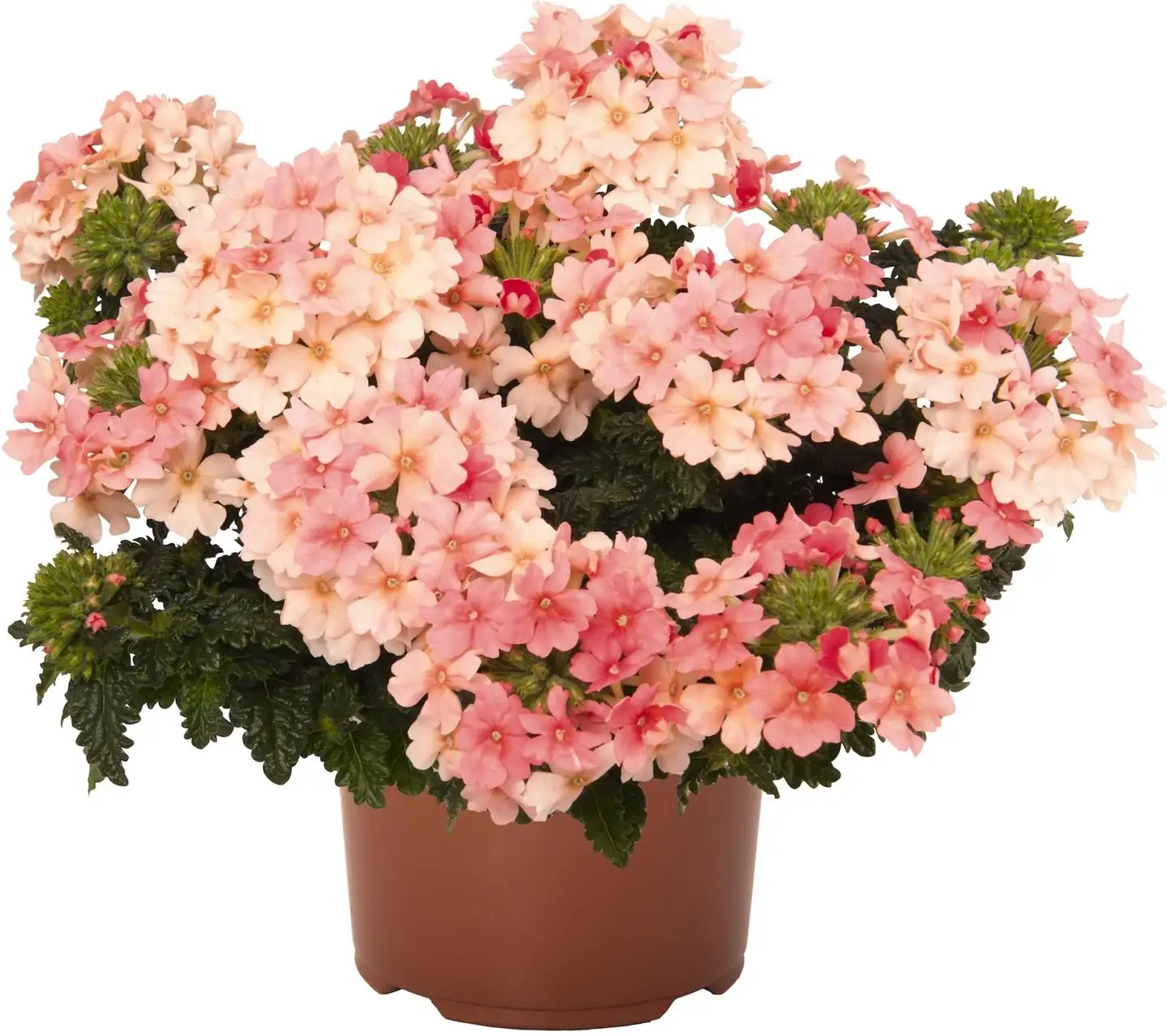 Verbena 11 cm ruukku - 2