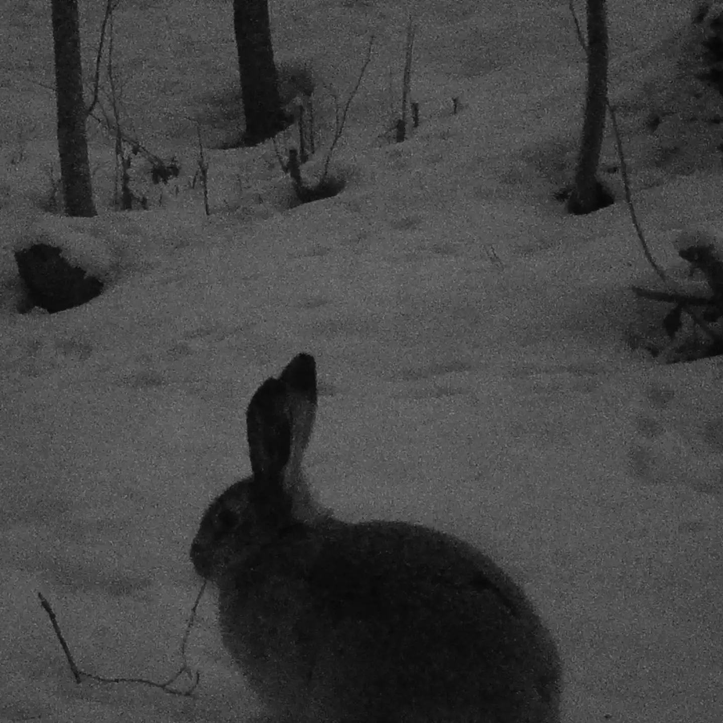 Trekker riistakamera Premium tallentava - 2