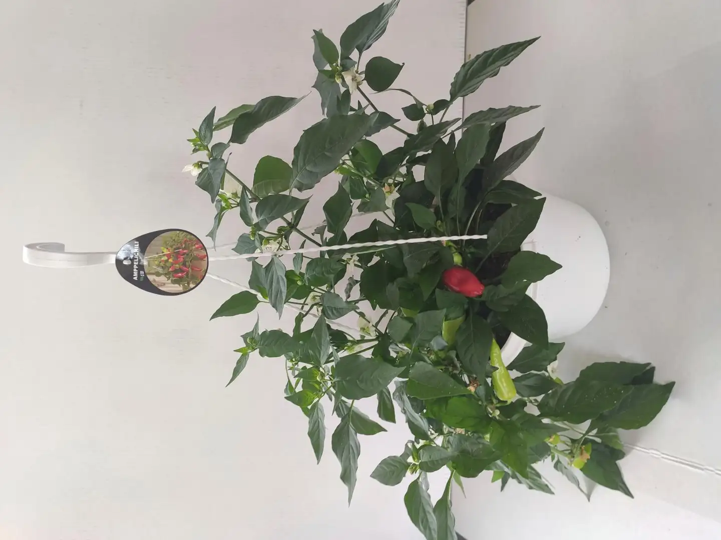 Amppelichili, halk. 23 cm, punaiset, tuliset podit, Suomessa viljelty