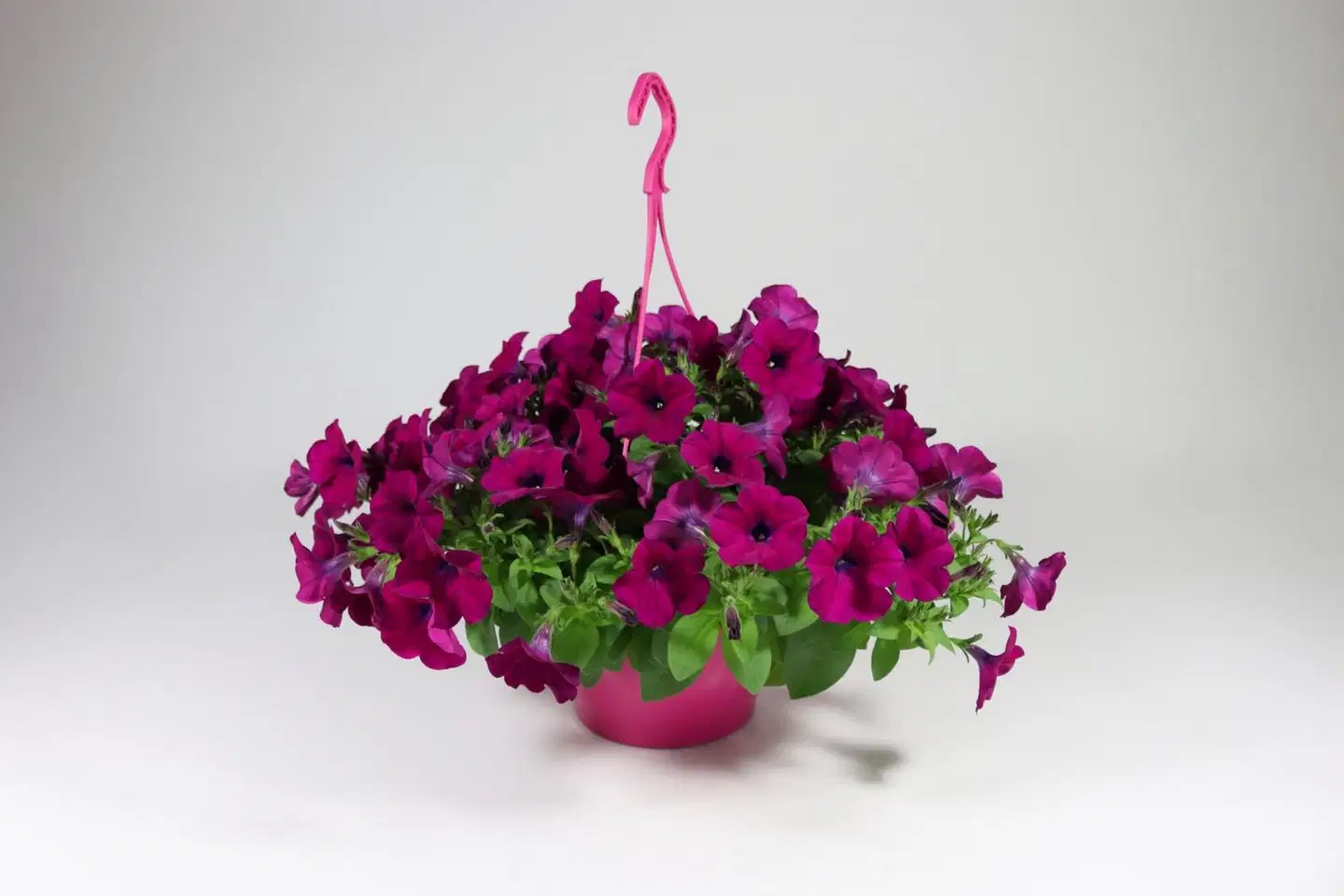 Amppeli 23 cm Pink Mix - 2