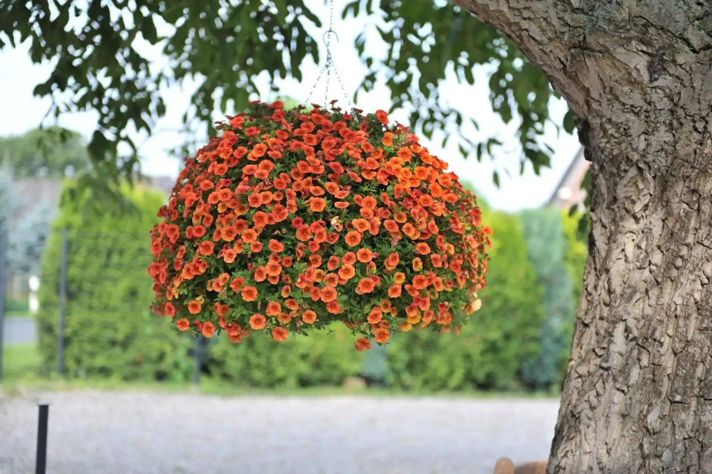 Miljoonakelloamppeli 23 cm - 3