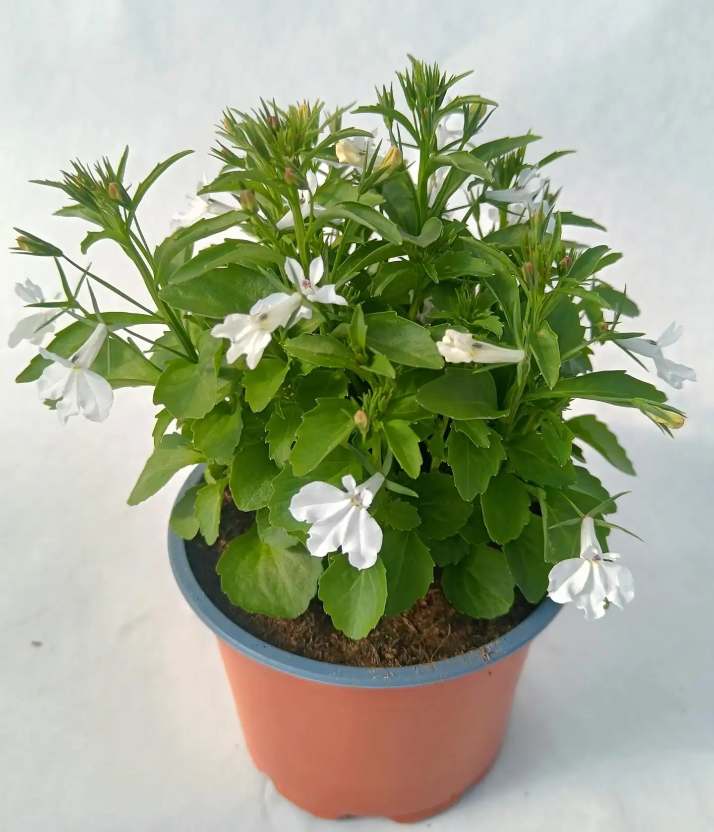 Lobelia 12 cm ruukku, Lobelia erinus