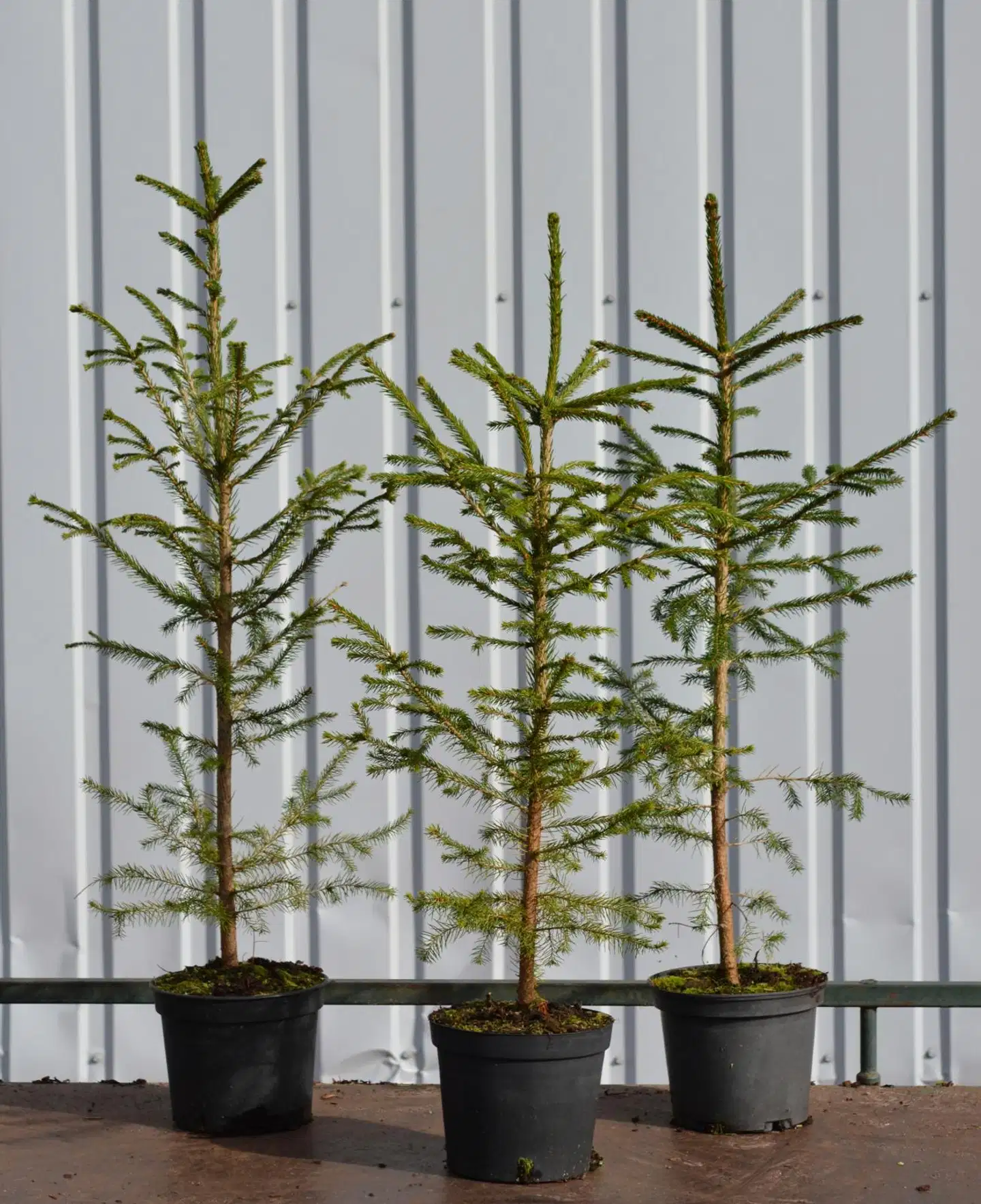 Metsäkuusi 60-80, At